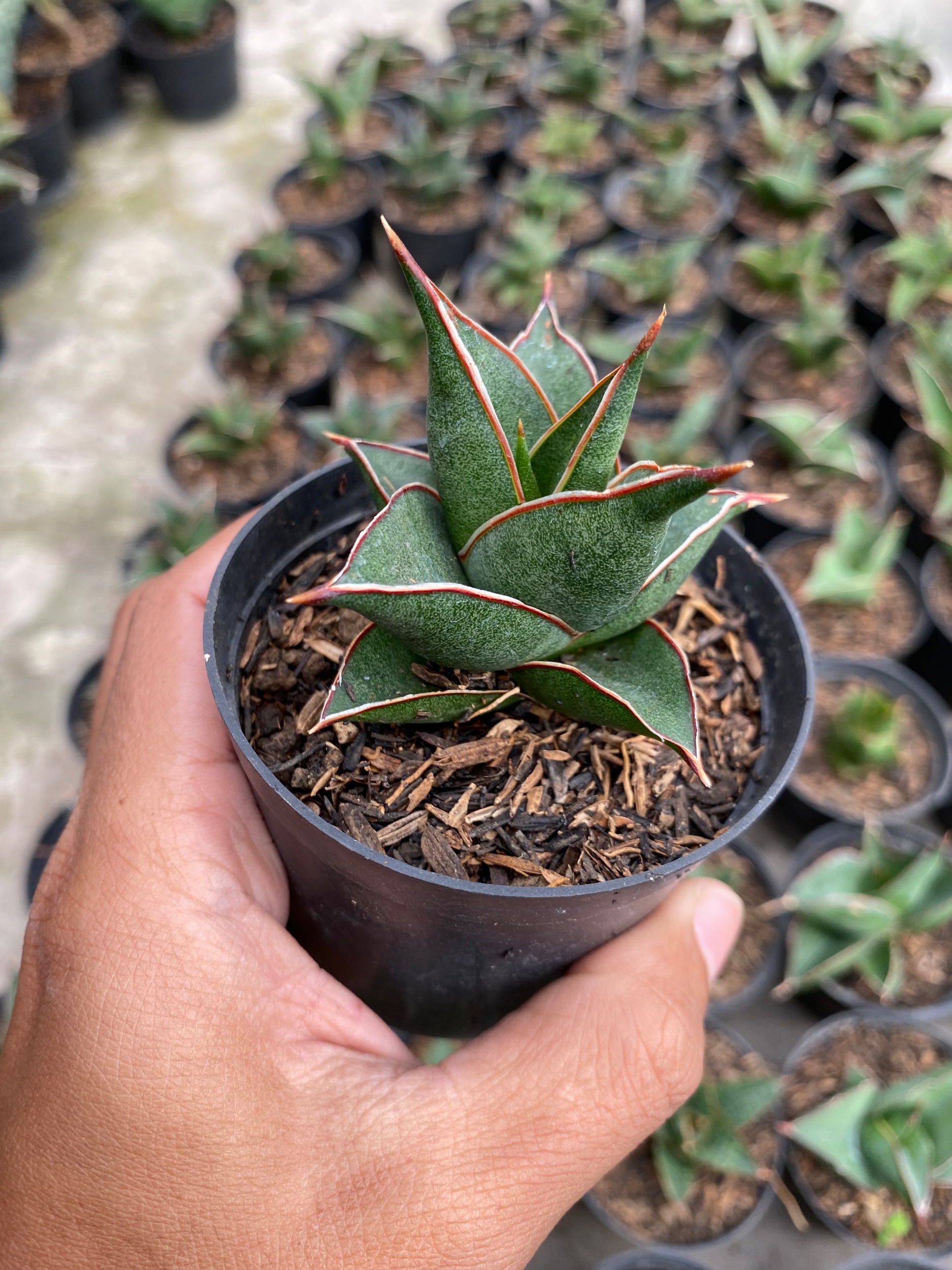 Sansevieria Hybrid Theodora, real gallery image #1 plants.