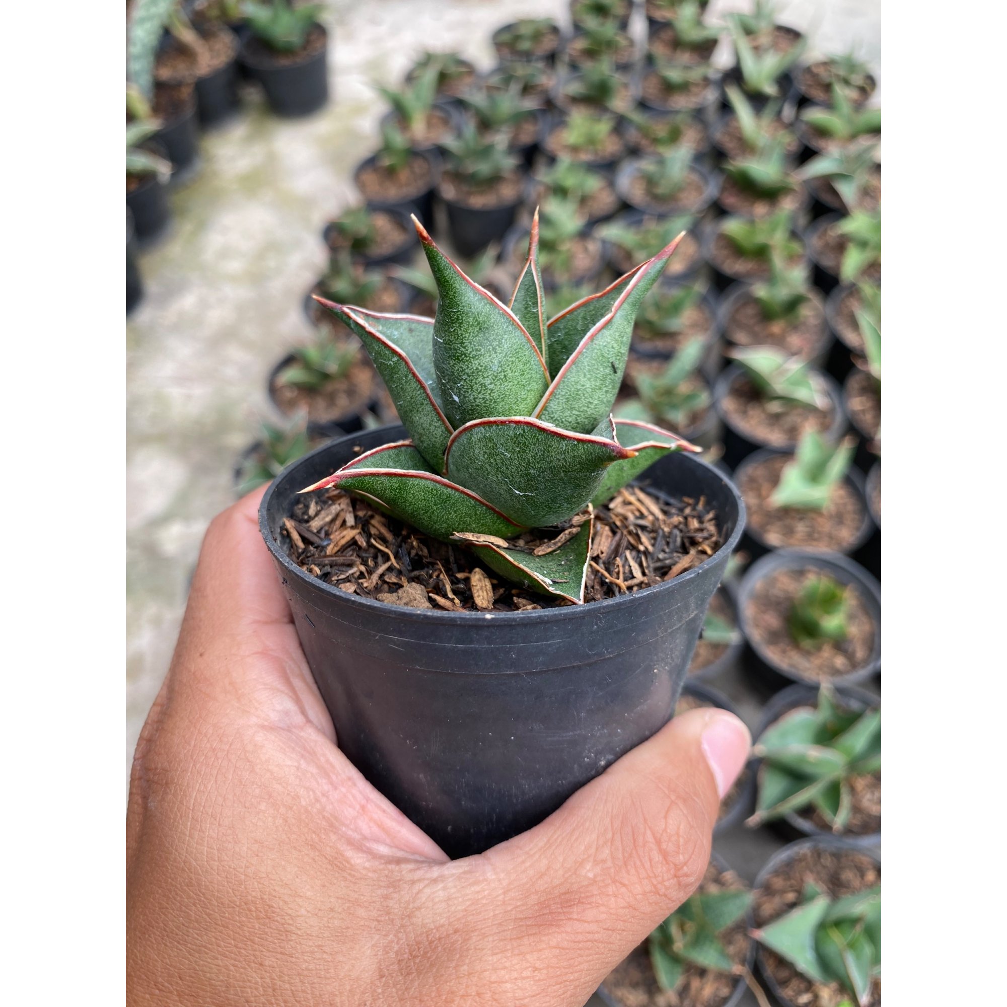 Sansevieria Hybrid Theodora, real feature image plant.
