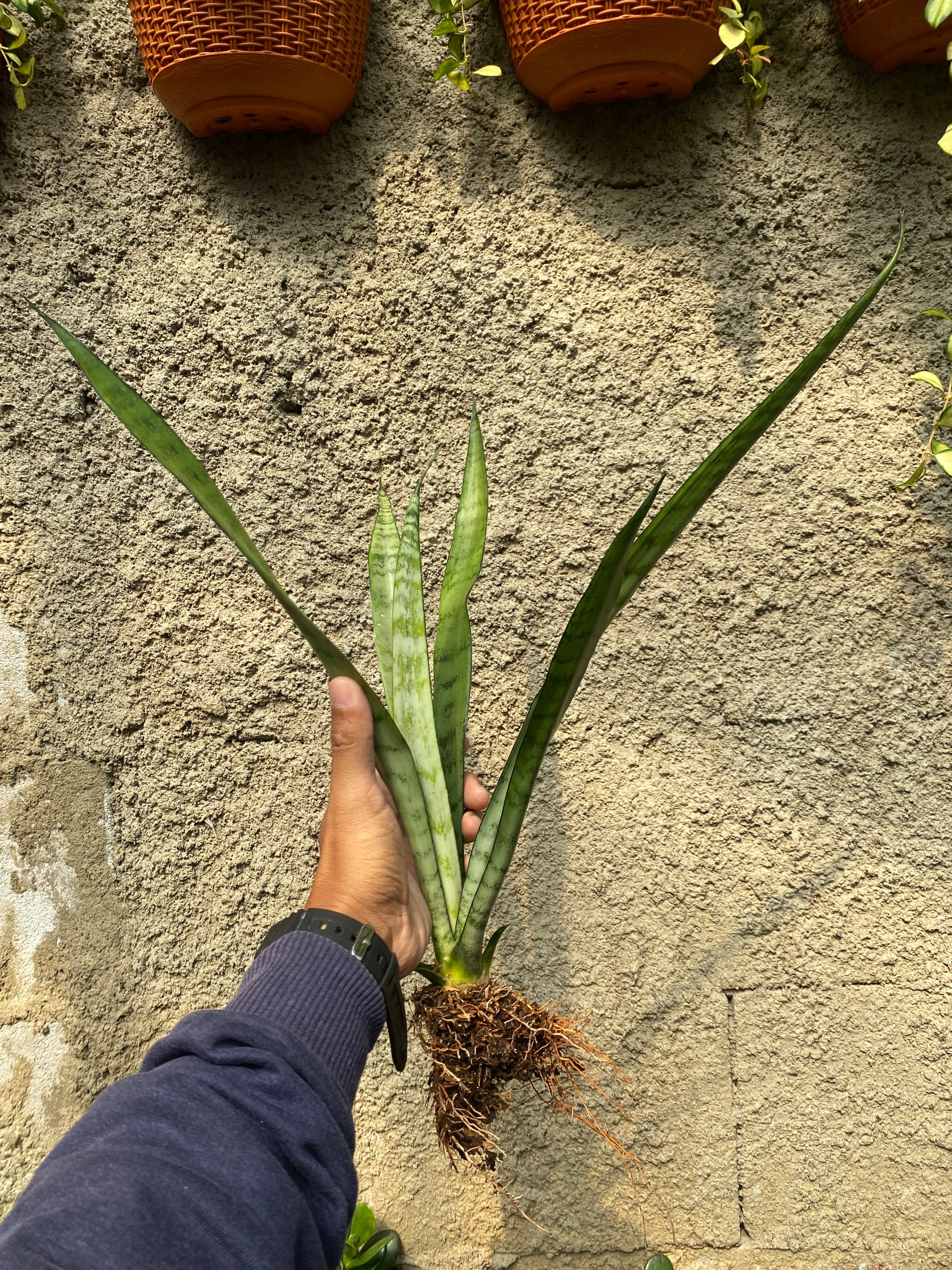 Sansevieria Lady Grey, real gallery image #1 plants.