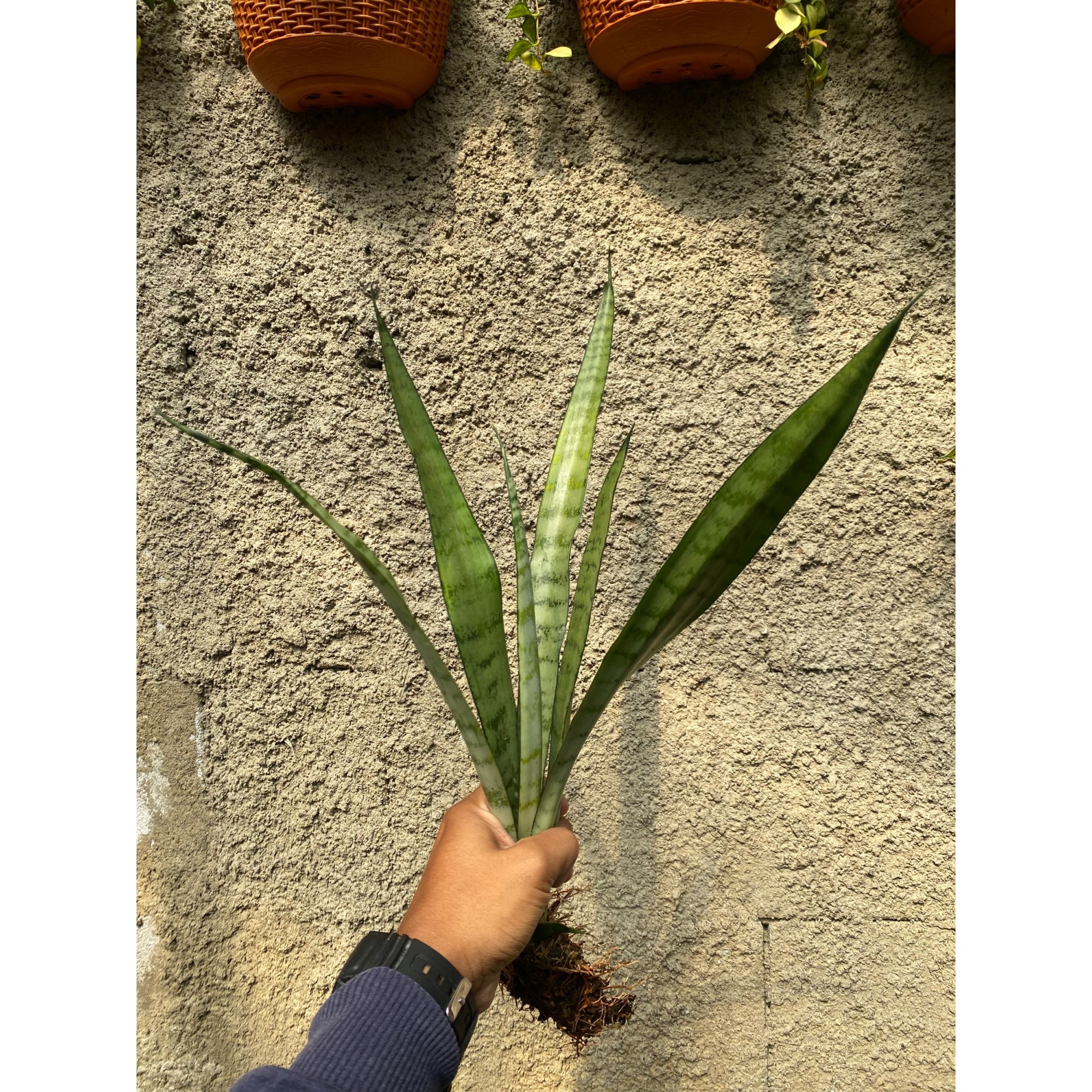 Sansevieria Lady Grey, real feature image plant.