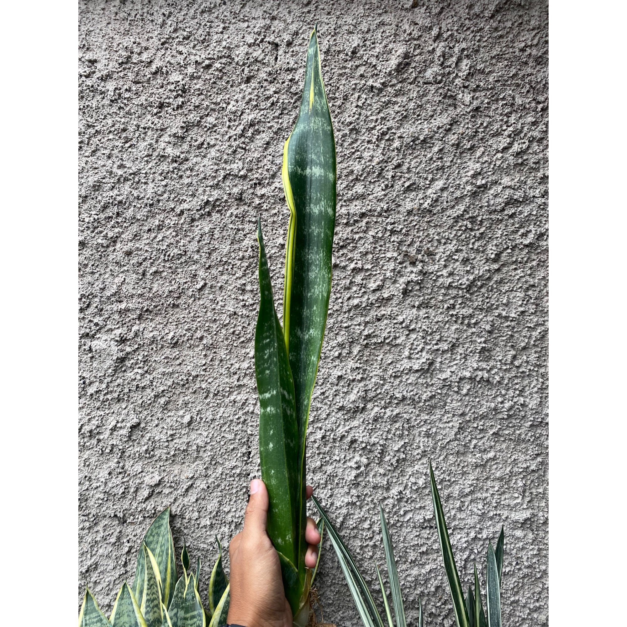 Sansevieria Laurentii Backy, real feature image plant.