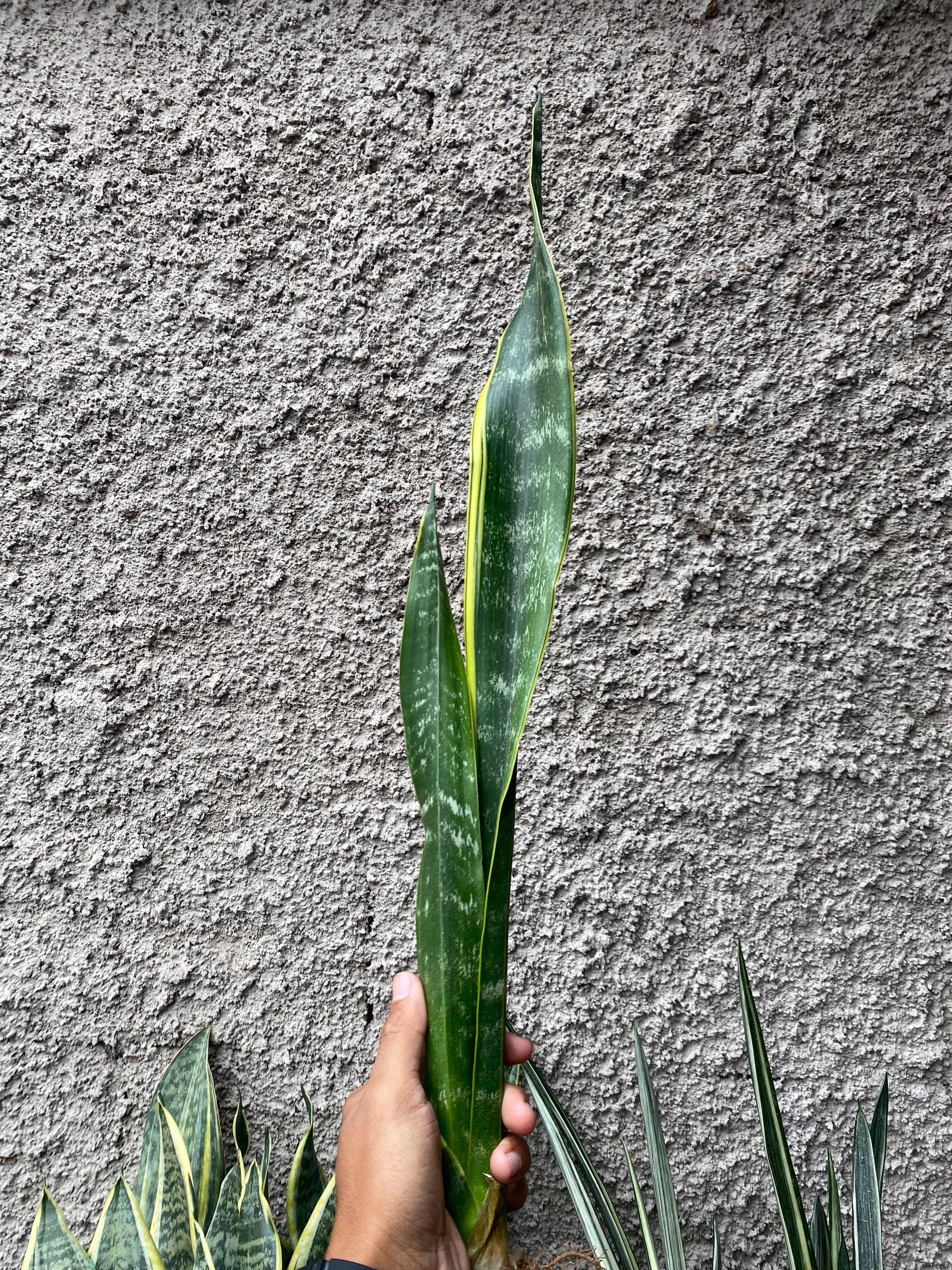 Sansevieria Laurentii Backy, real gallery image #1 plants.