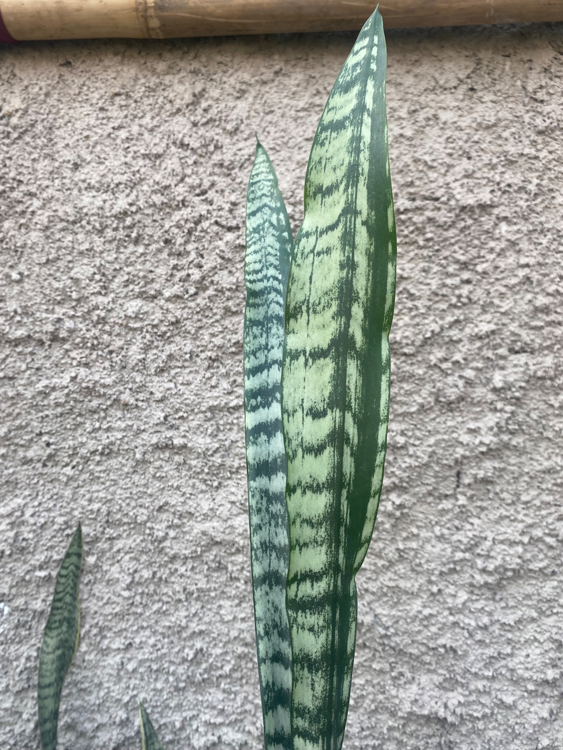 Sansevieria Laurentii Heart Parth, real gallery image #1 plants.