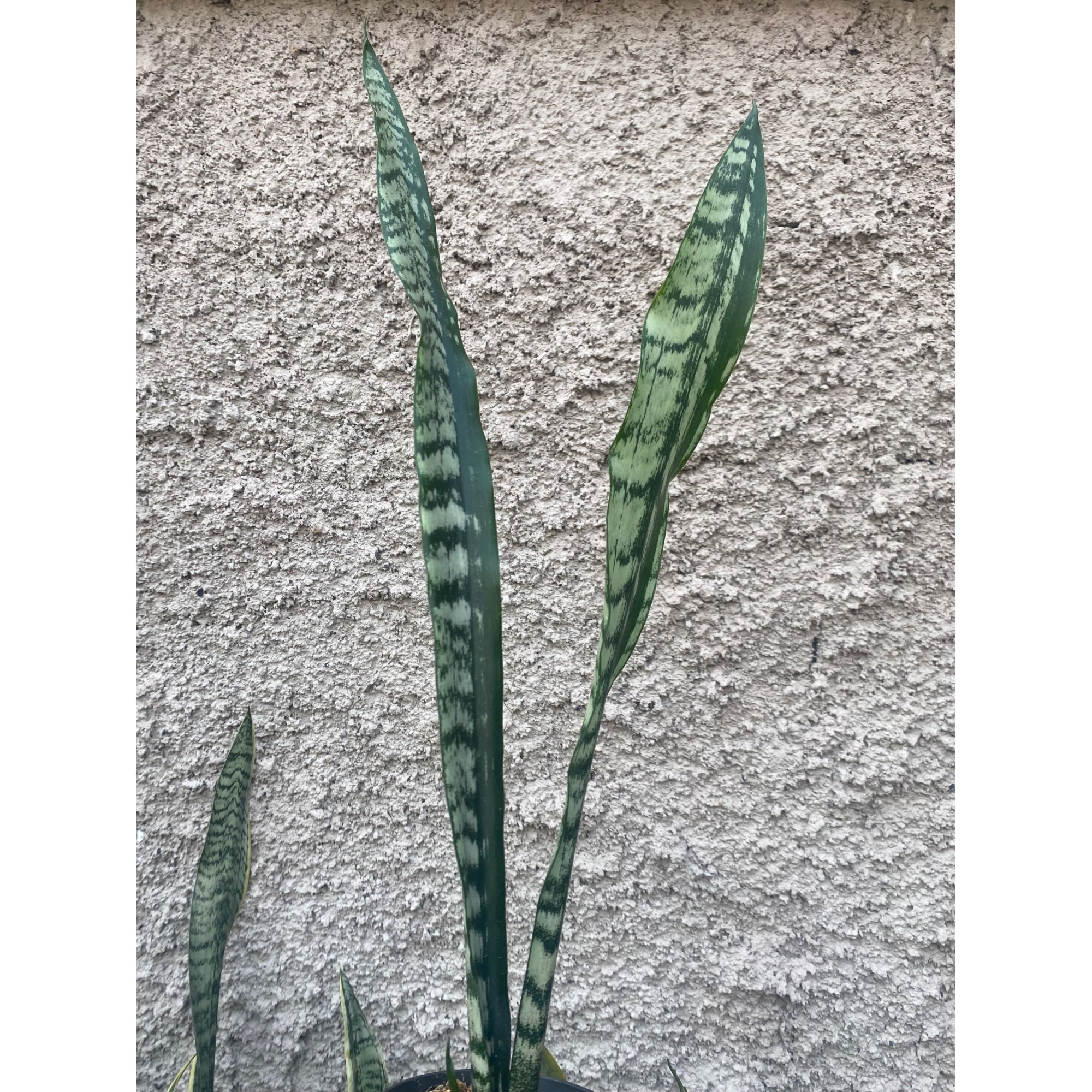 Sansevieria Laurentii Heart Parth, real feature image plant.