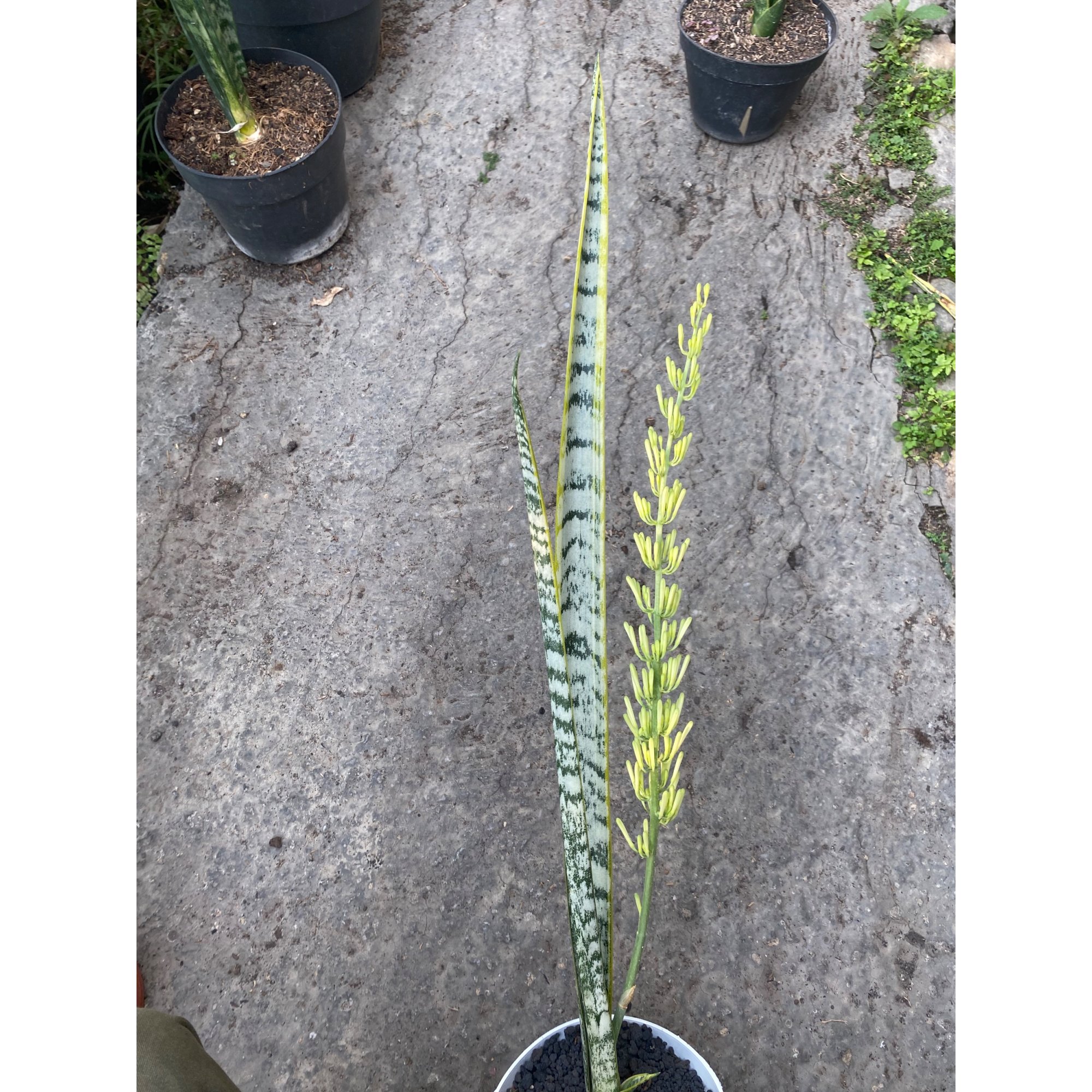 Sansevieria Laurentii Hermania, real feature image plant.