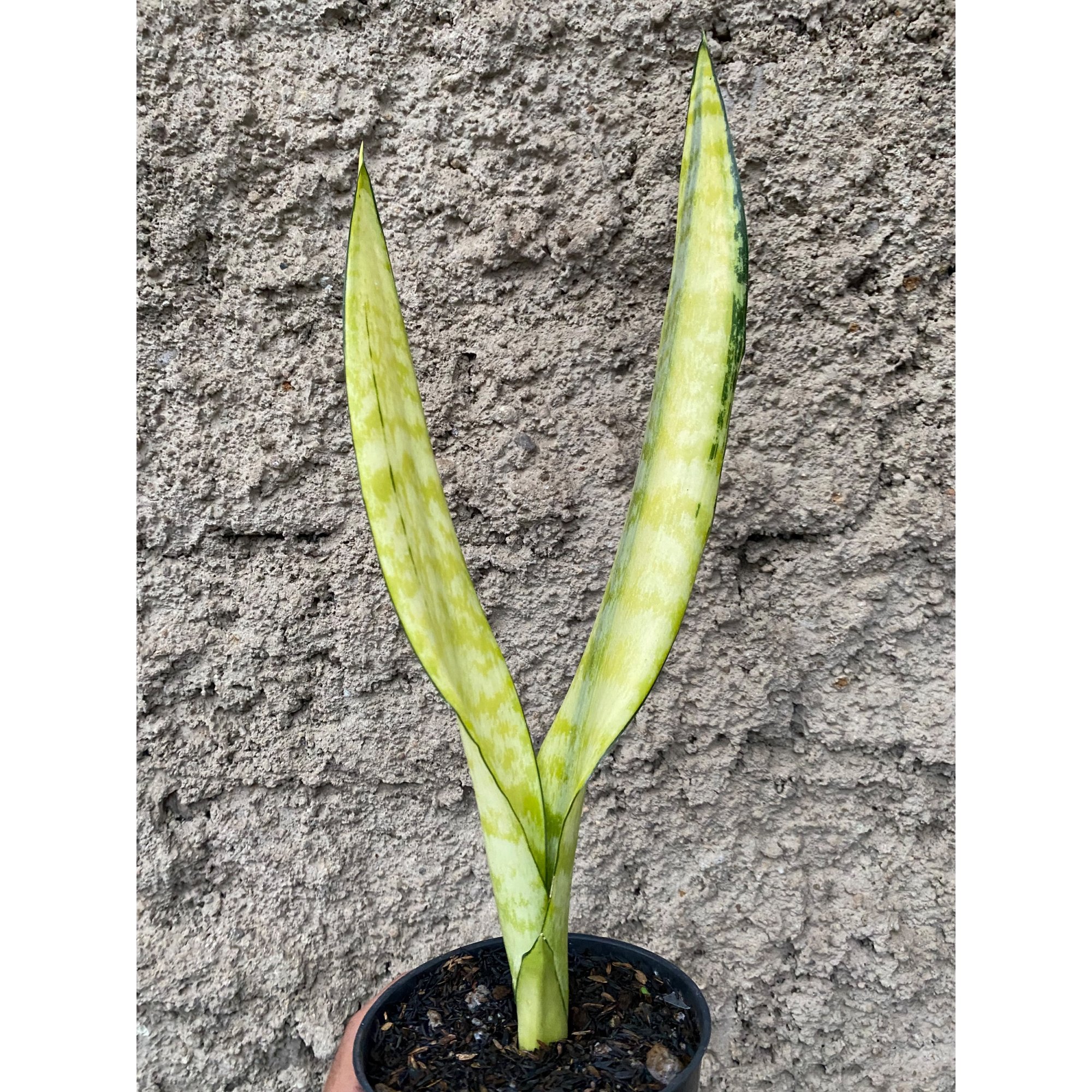 Sansevieria Laurentii Wagner Gold, real feature image plant.