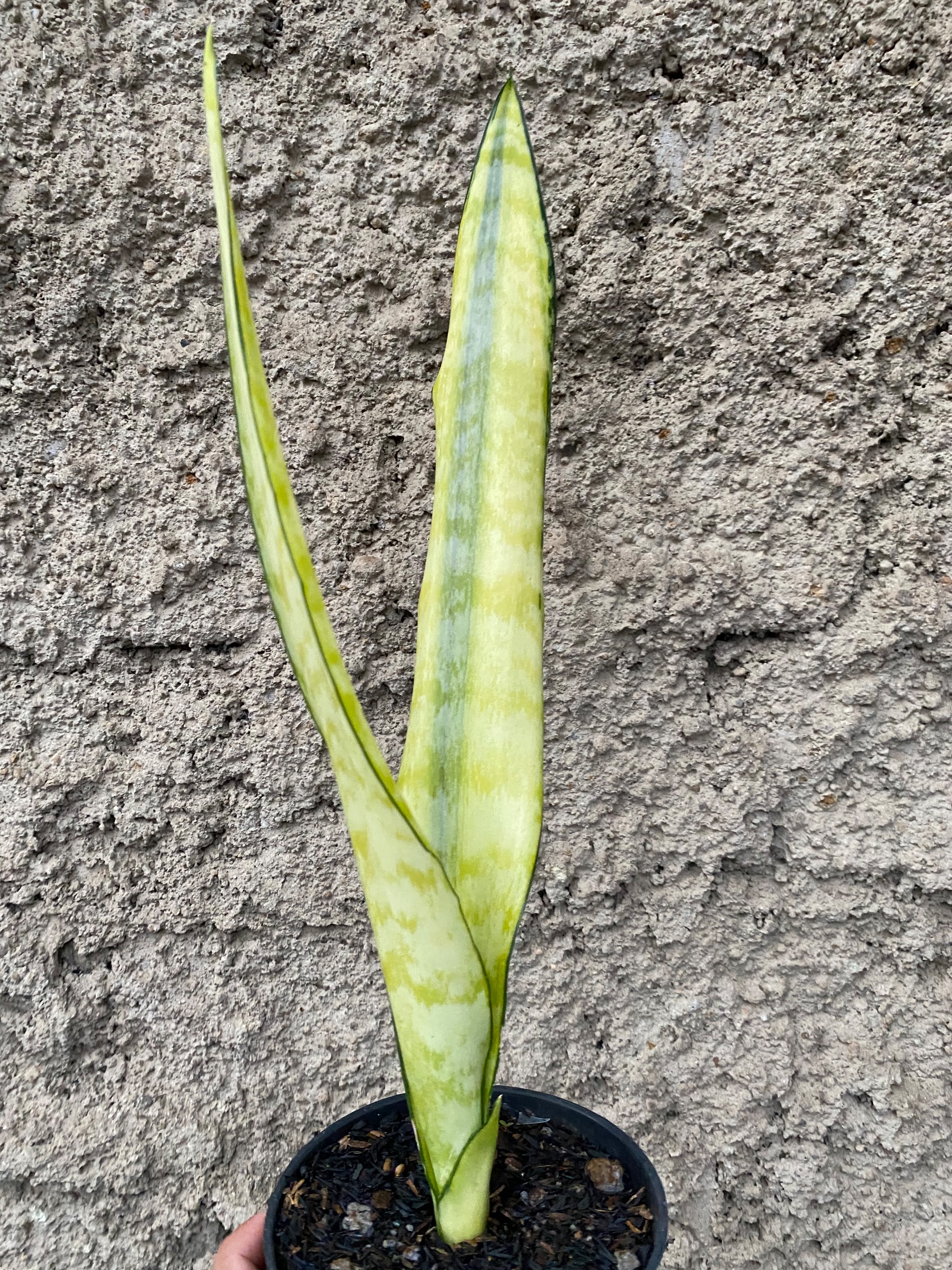 Sansevieria Laurentii Wagner Gold, real gallery image #1 plants.