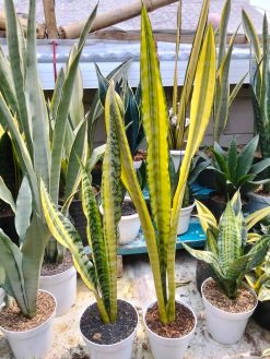 Sansevieria Laurentii Wagner Gold