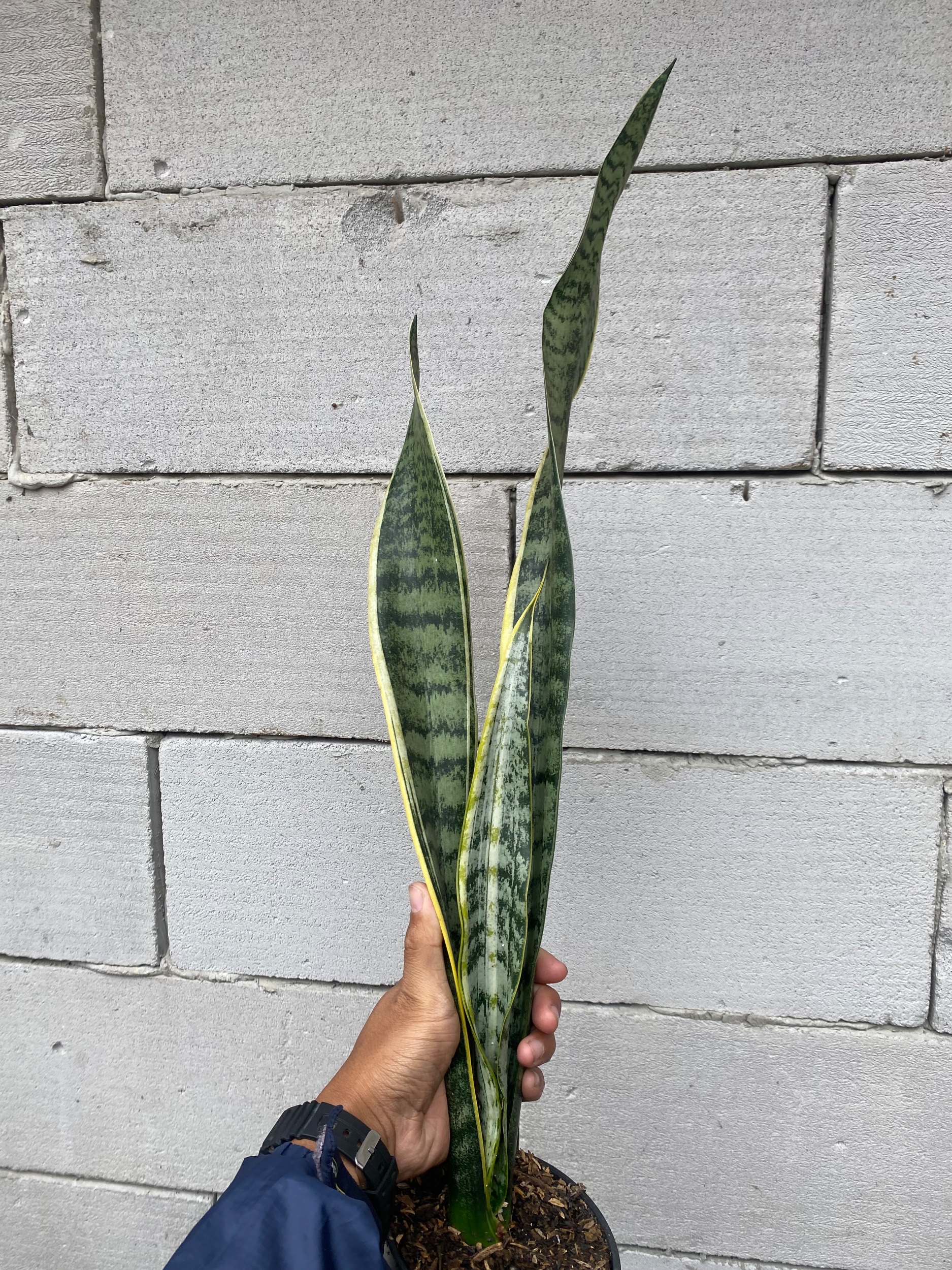 Sansevieria Laurentii Wulandari, real gallery image #1 plants.