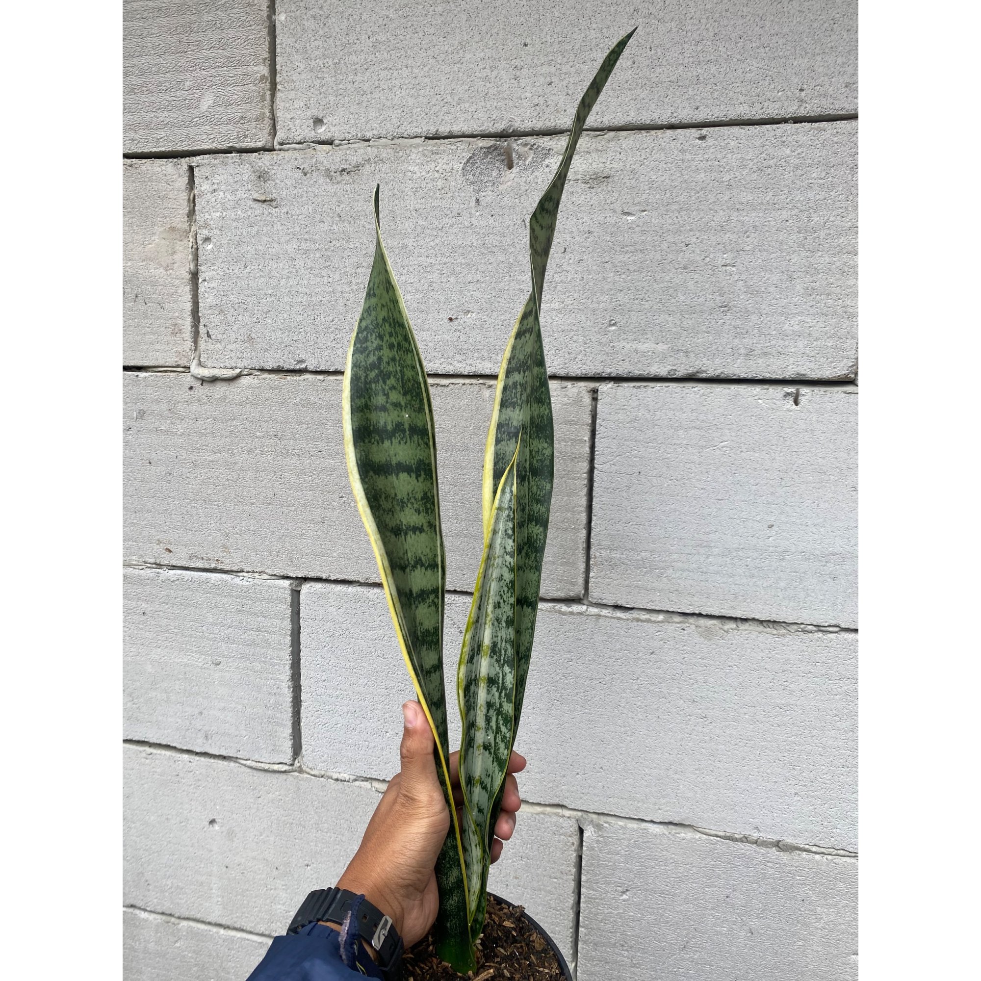 Sansevieria Laurentii Wulandari, real feature image plant.