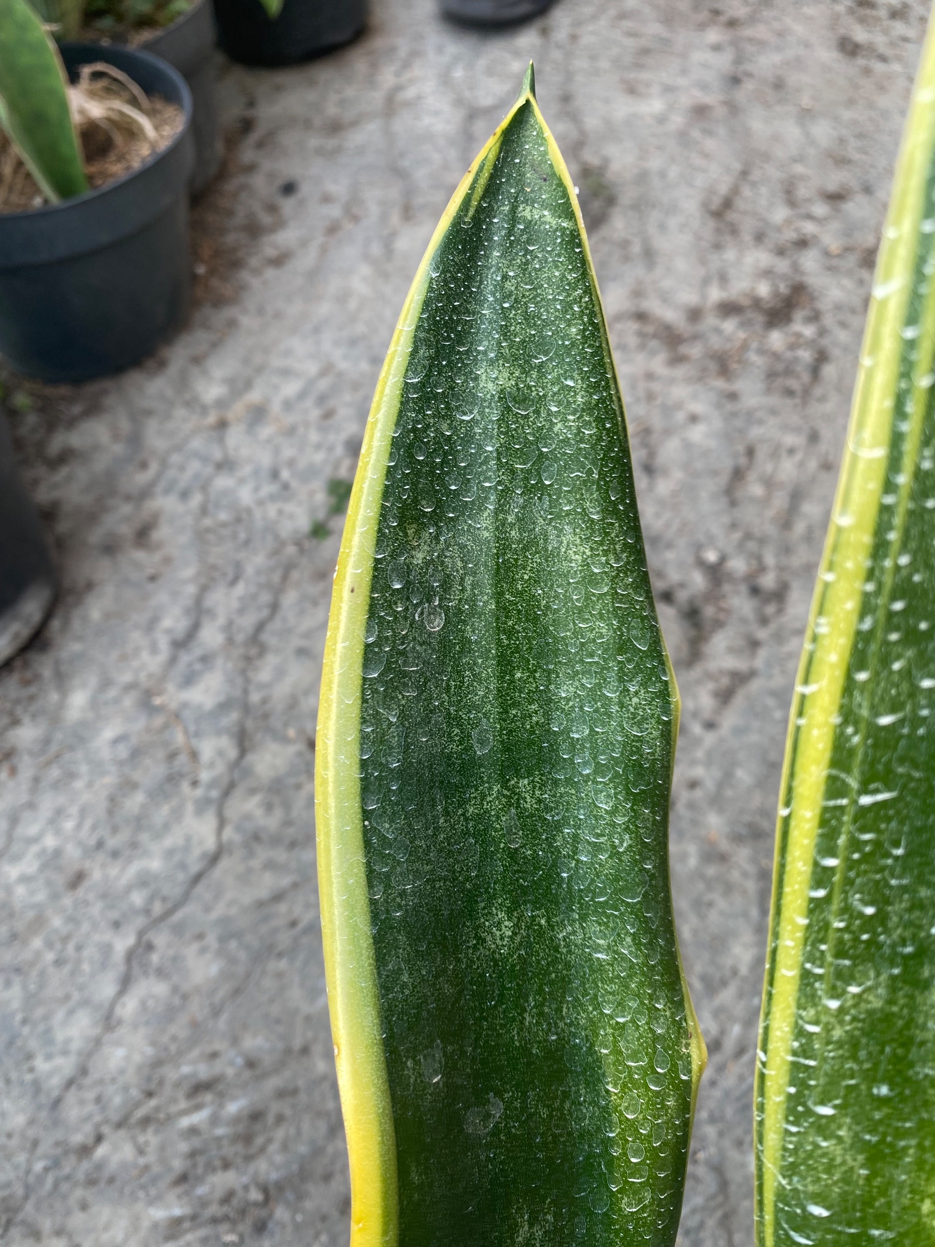 Sansevieria Lourentii Jono, real gallery image #1 plants.