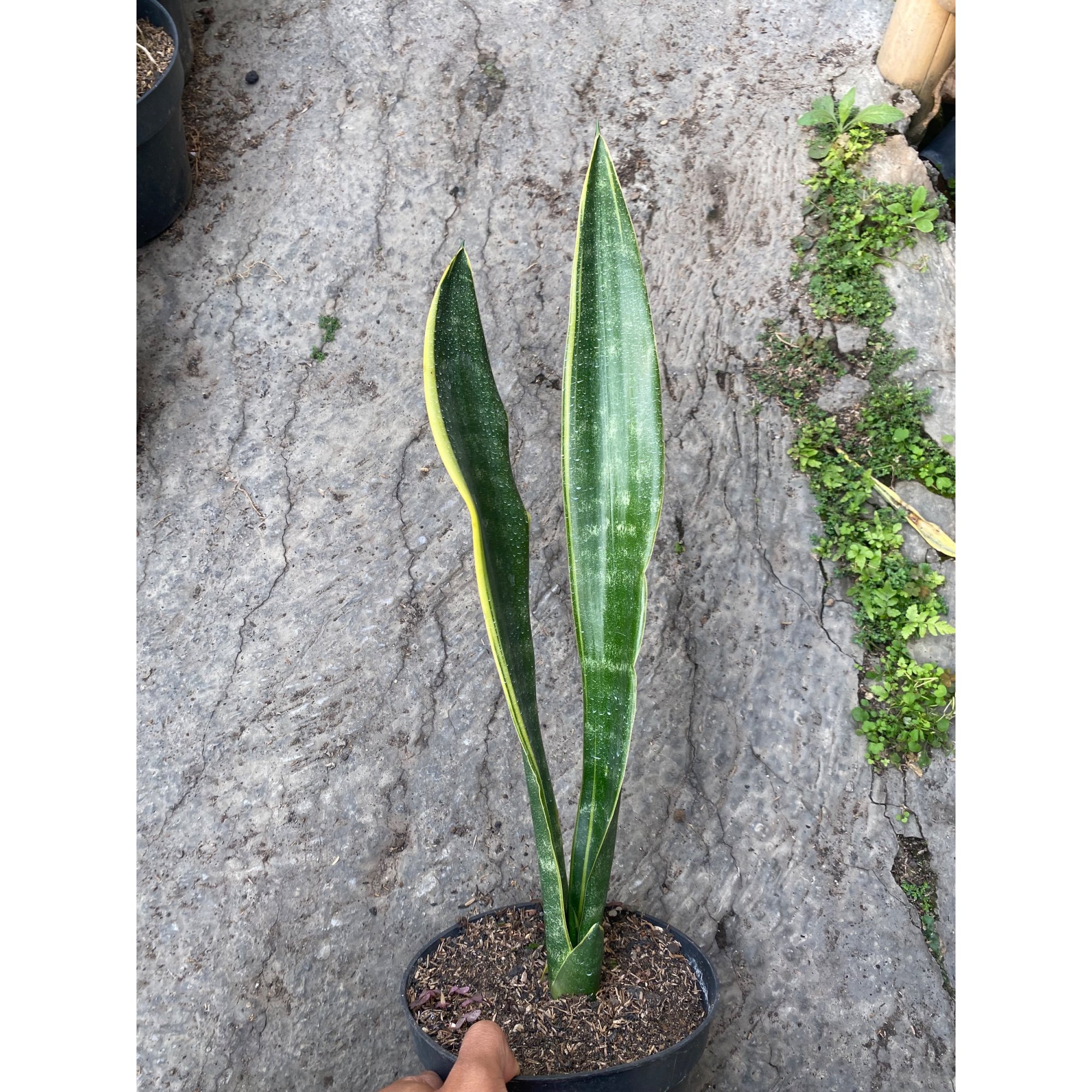 Sansevieria Lourentii Jono, real feature image plant.