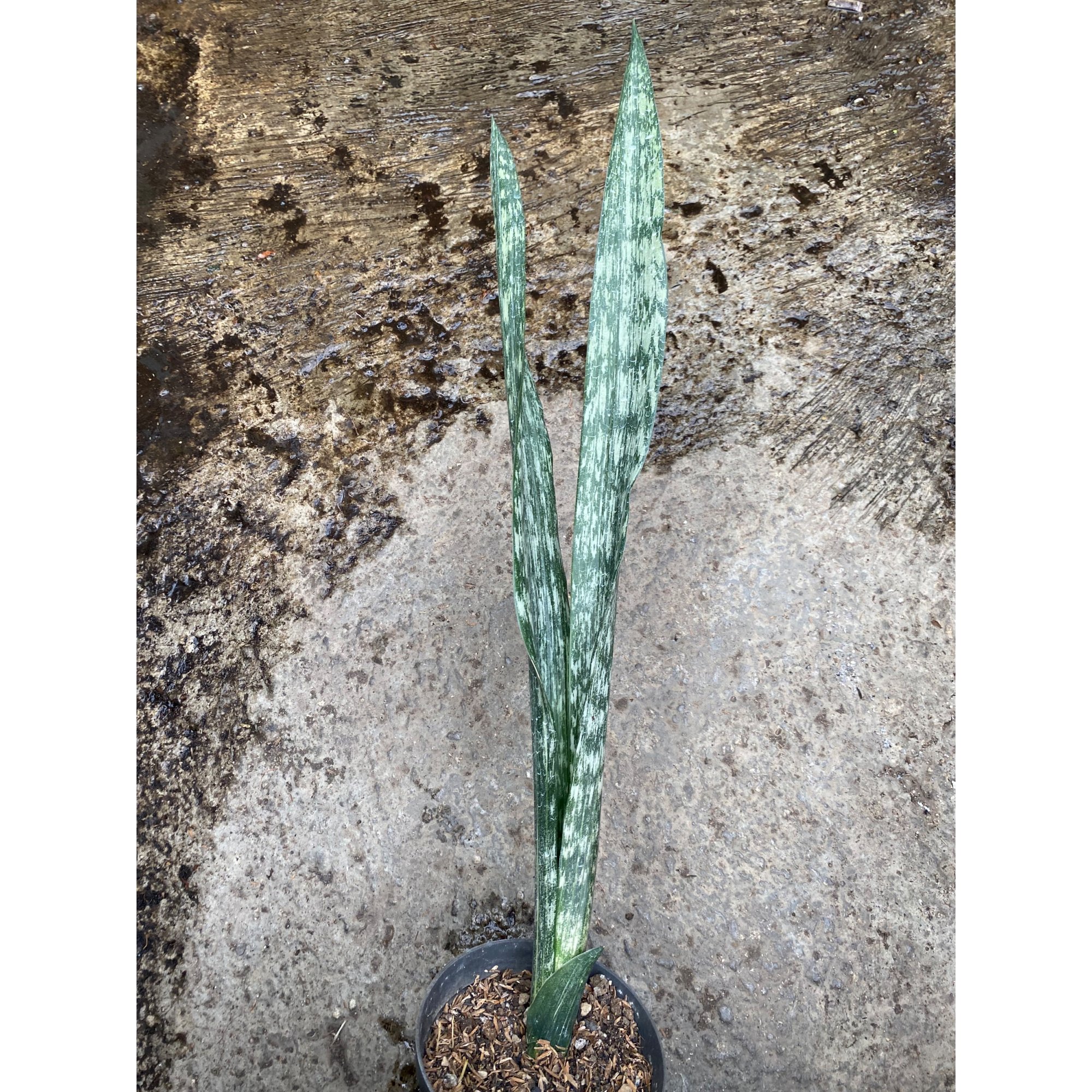 2428. Sansevieria Lourentii Phantom Vein