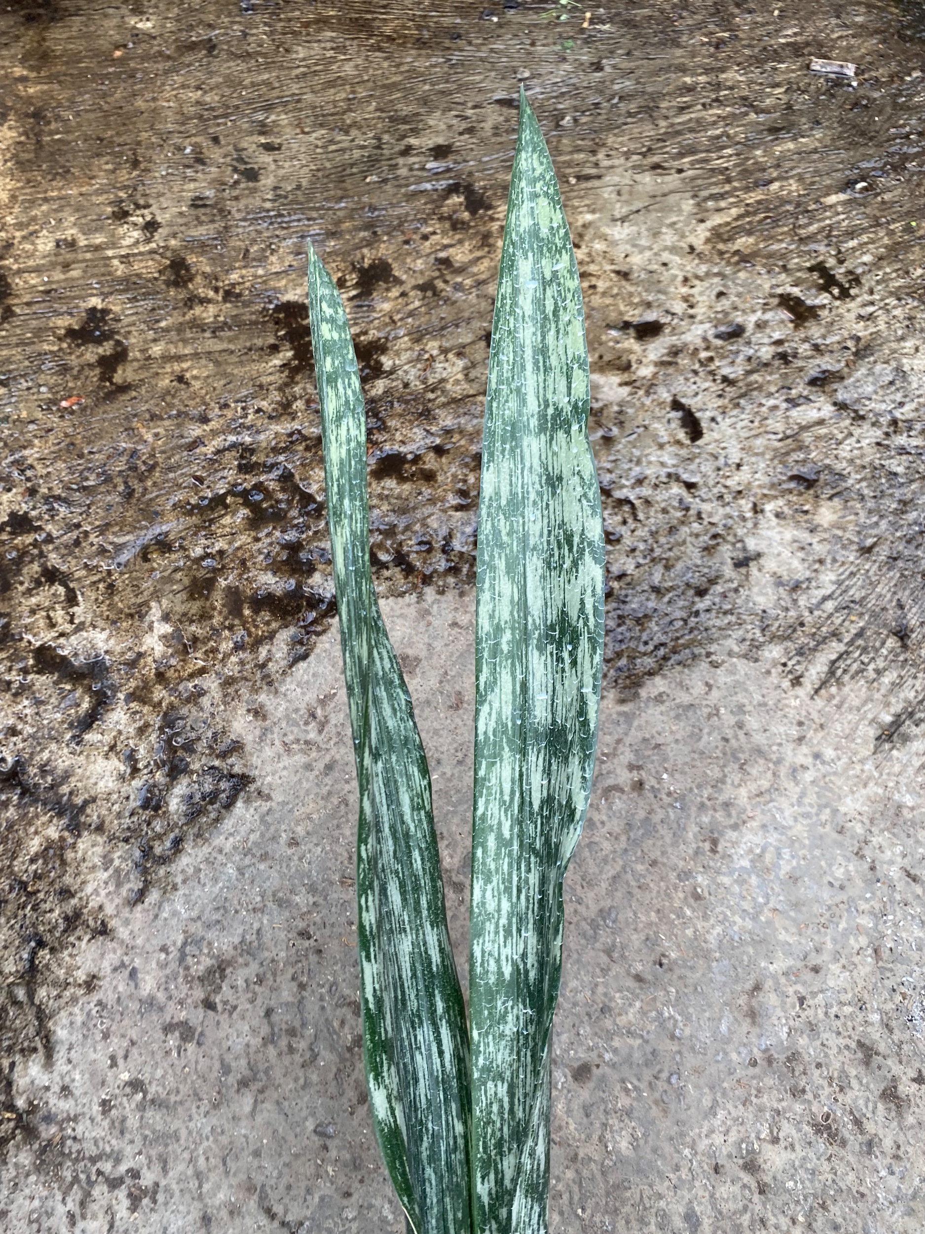 Sansevieria Lourentii Phantom Vein, real gallery image #1 plants.