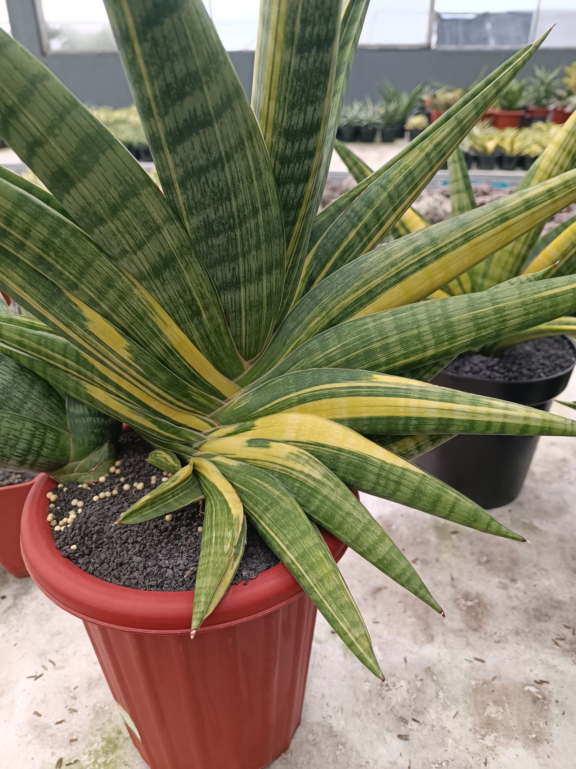 Sansevieria Marsa Anjani.super Big, real gallery image #1 plants.