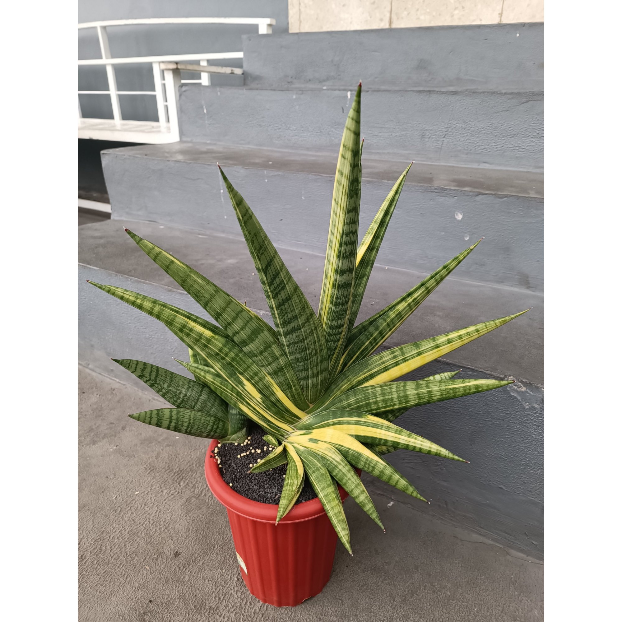 Sansevieria Marsa Anjani.super Big, real feature image plant.