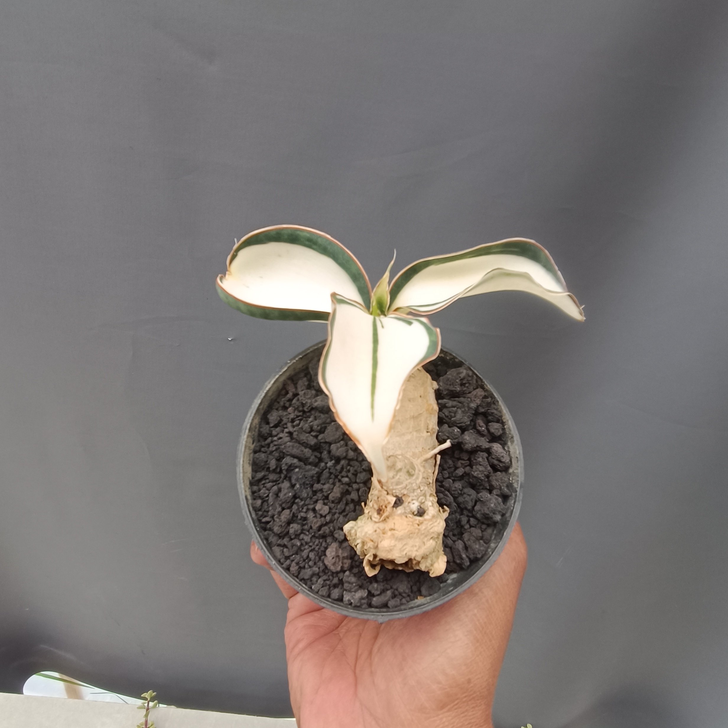 Sansevieria Masoniana Mediopicta Variegated Rosset, real gallery image #1 plants.