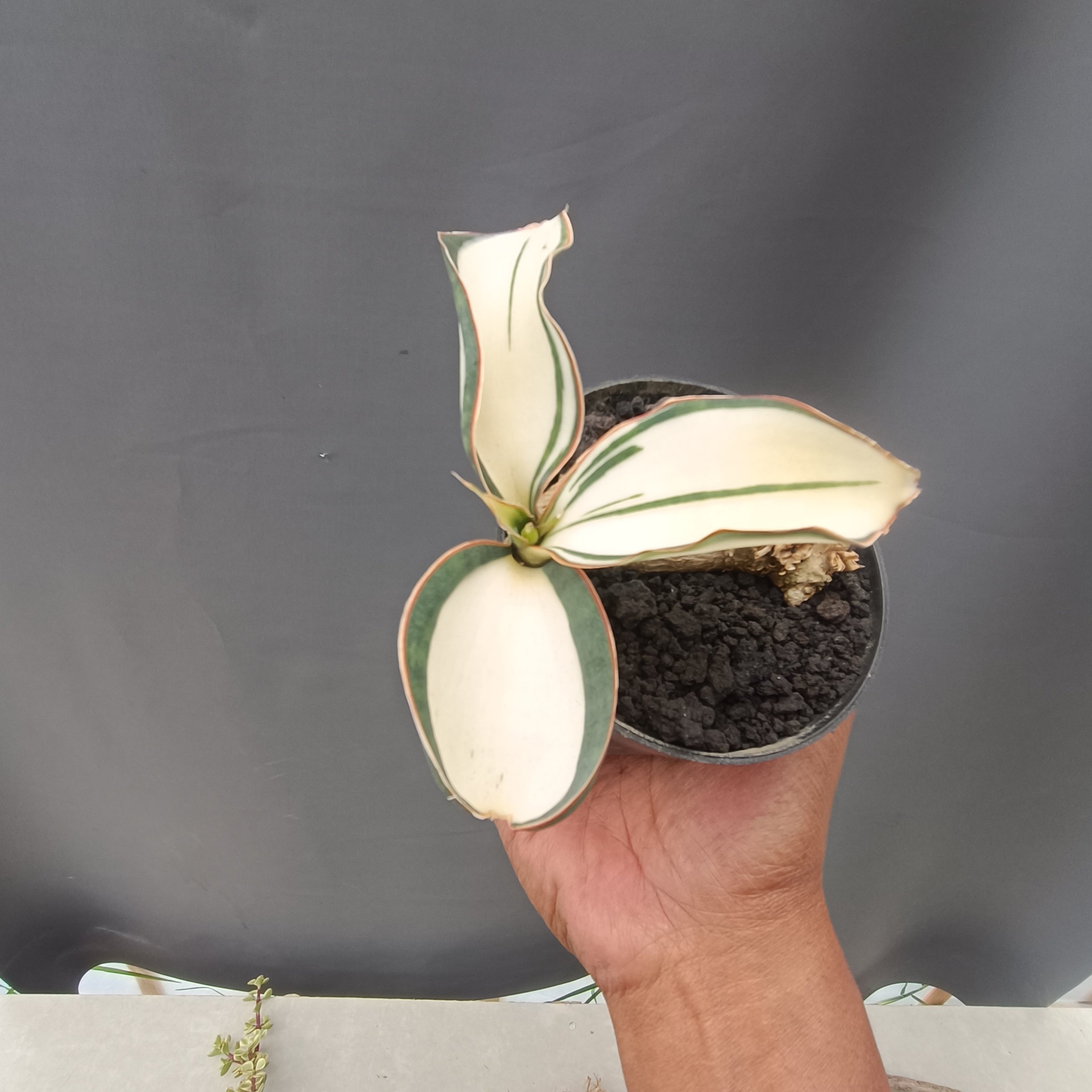 kaktus.id