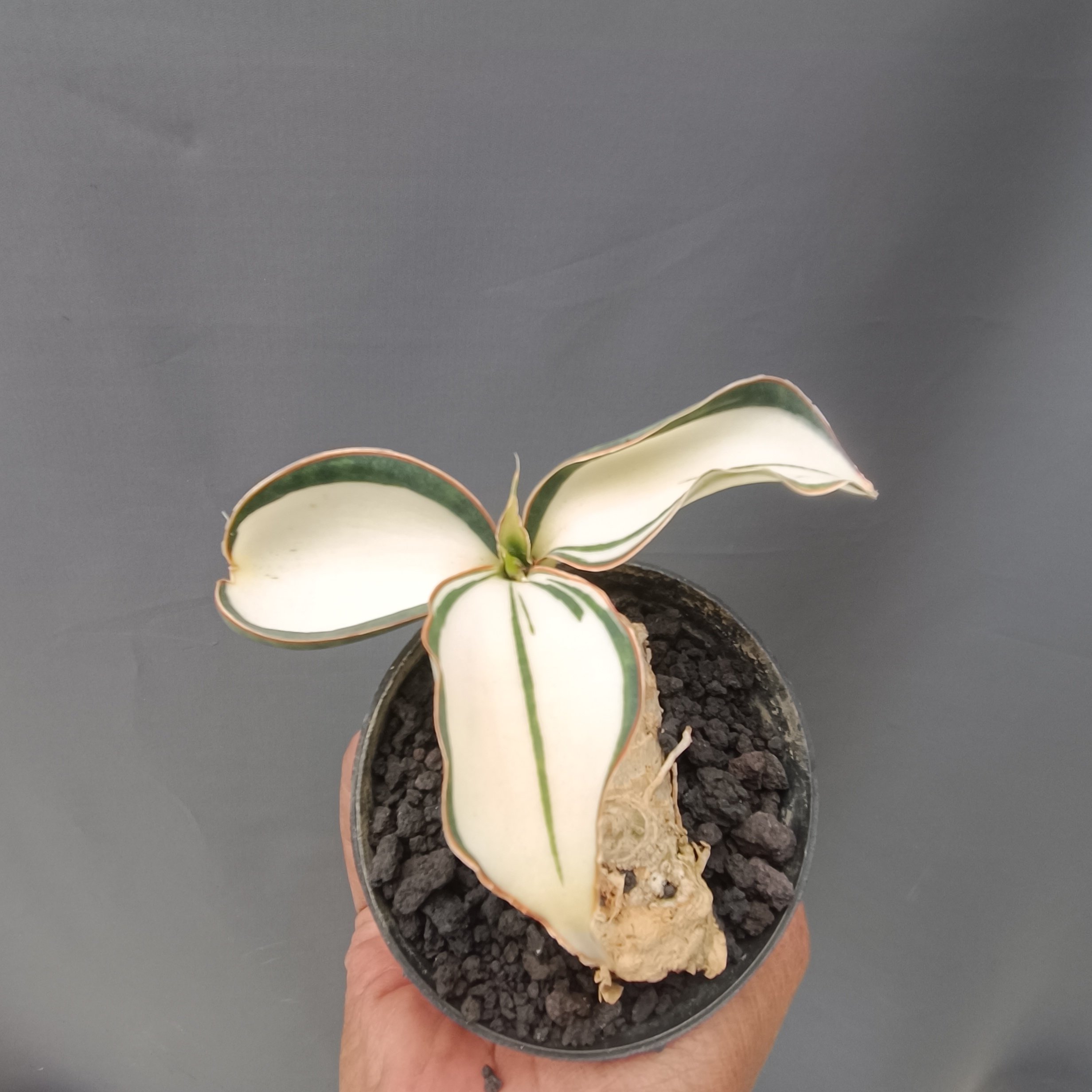 kaktus.id