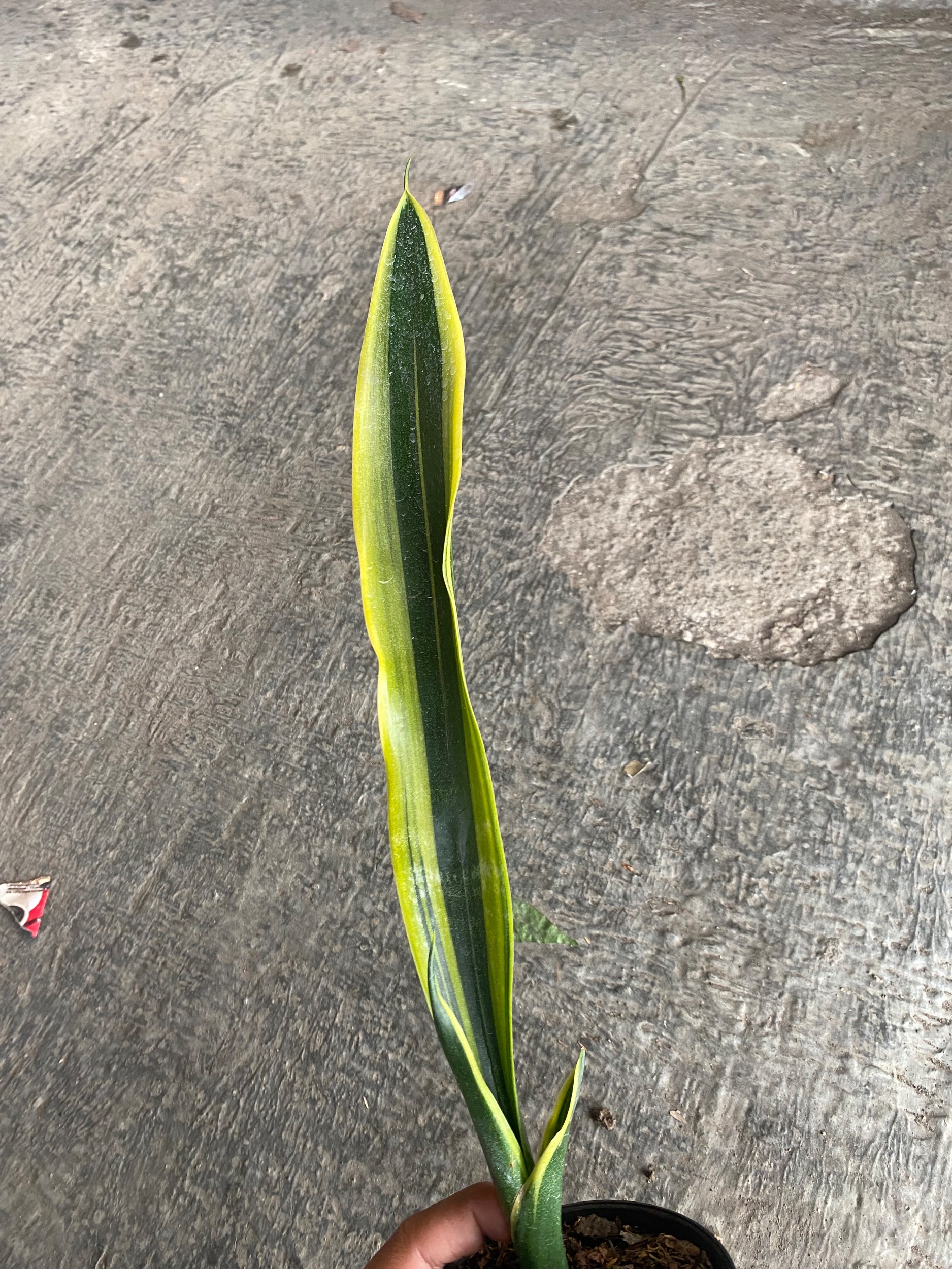 Sansevieria Oil Plastic, real gallery image #1 plants.