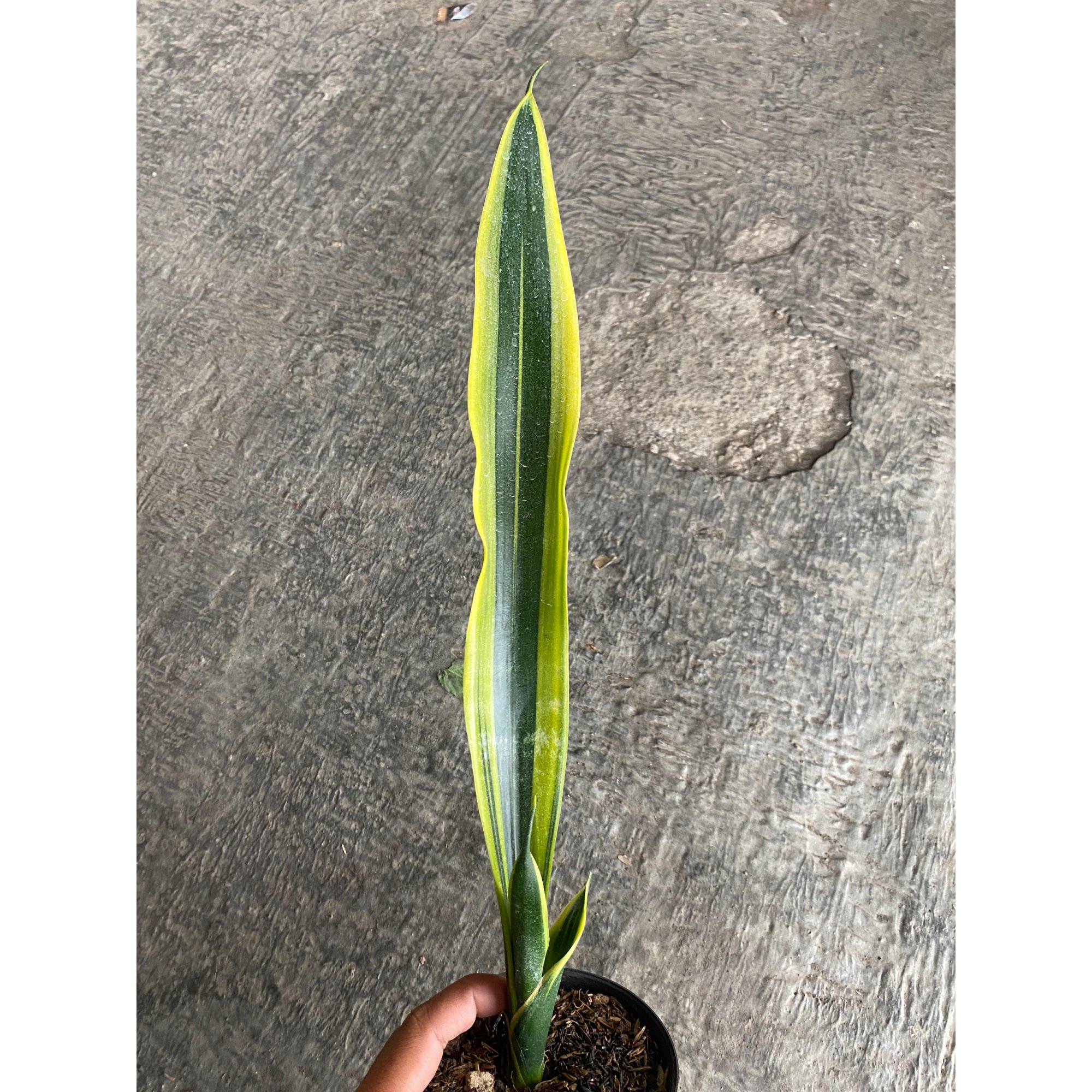 Sansevieria Oil Plastic, real feature image plant.