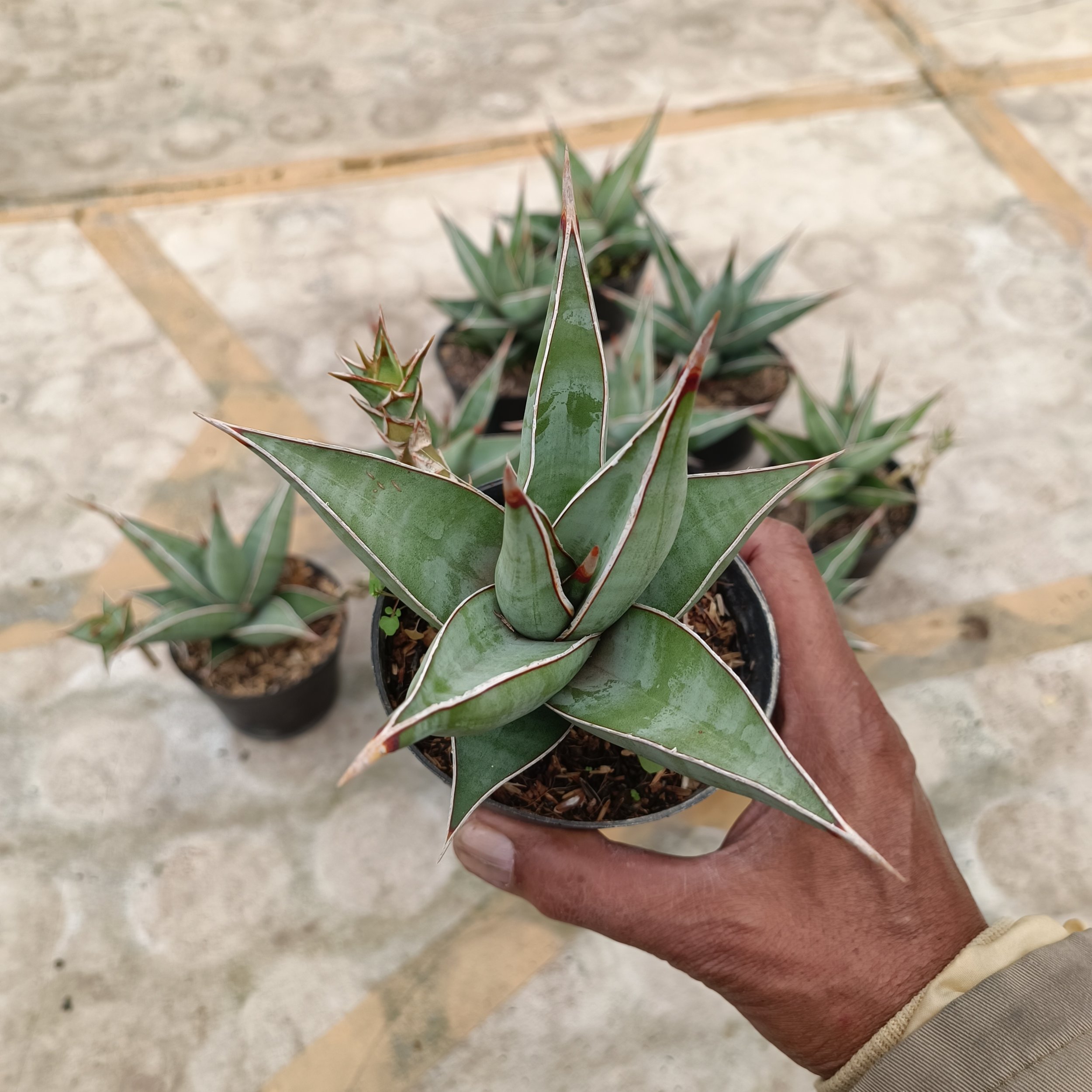 Sansevieria Pinguin, real gallery image #1 plants.