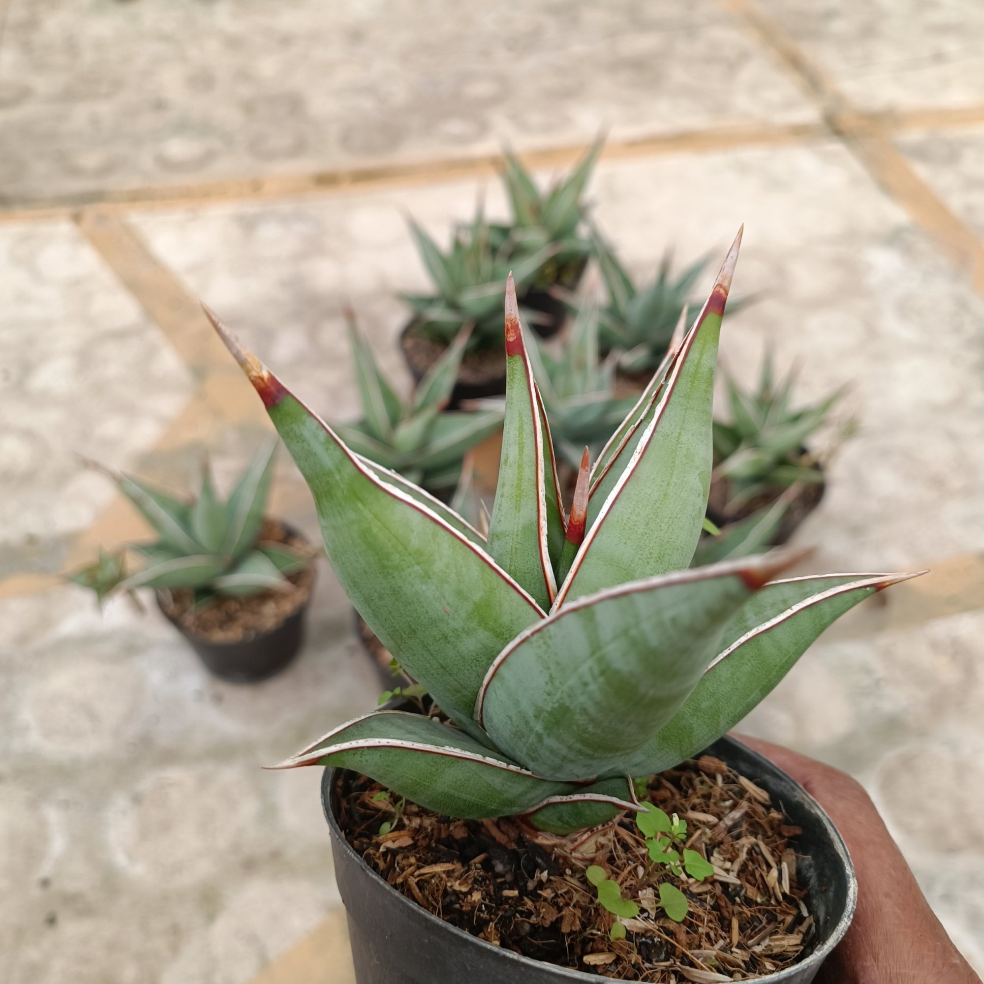 Sansevieria Pinguin, real feature image plant.