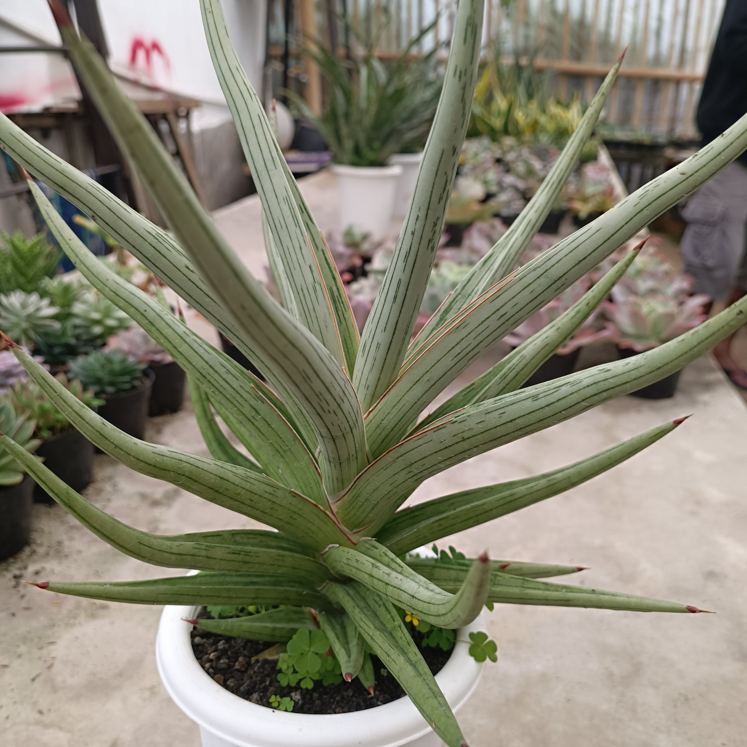 Sansevieria Quentin Hybrid, real gallery image #1 plants.