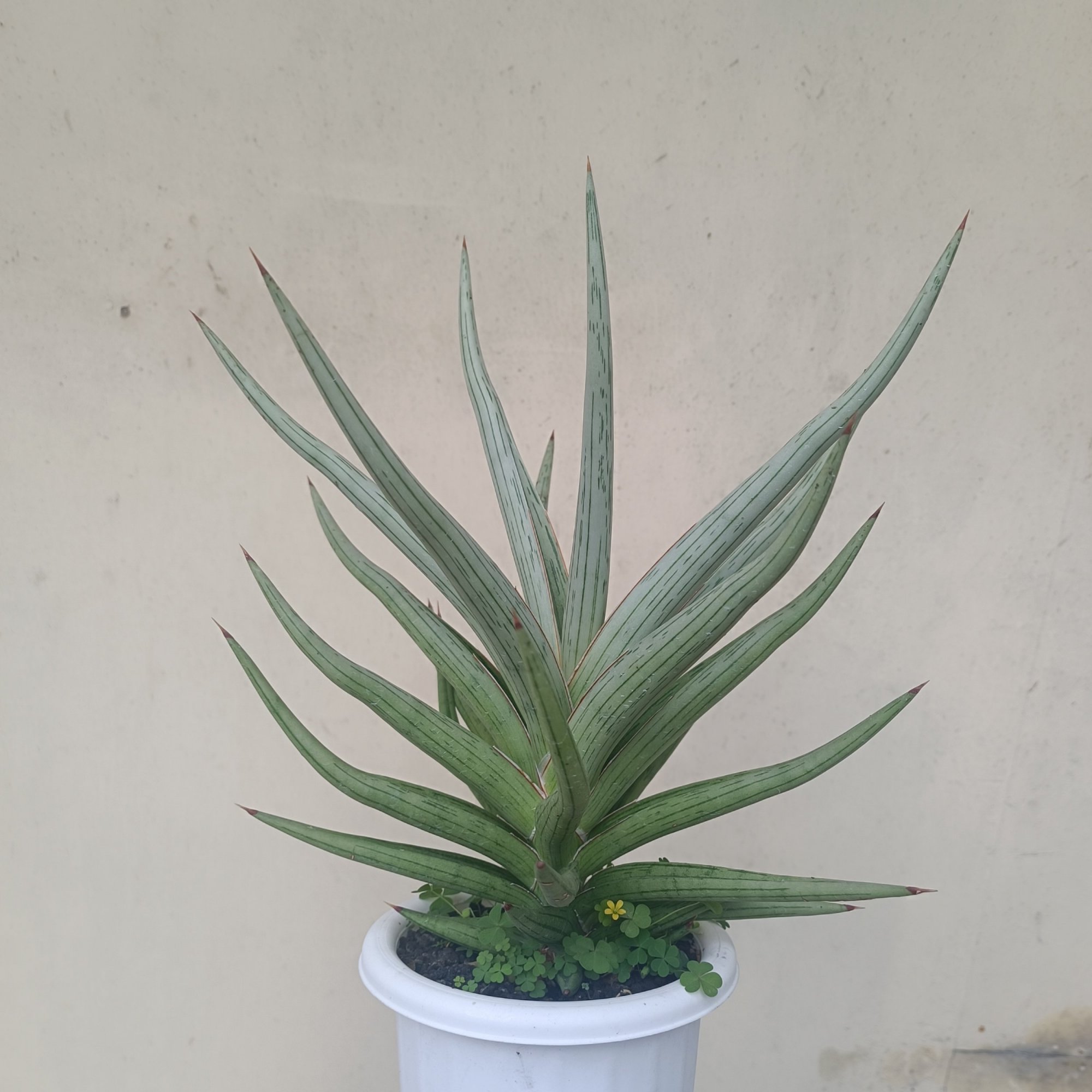 Sansevieria Quentin Hybrid, real feature image plant.