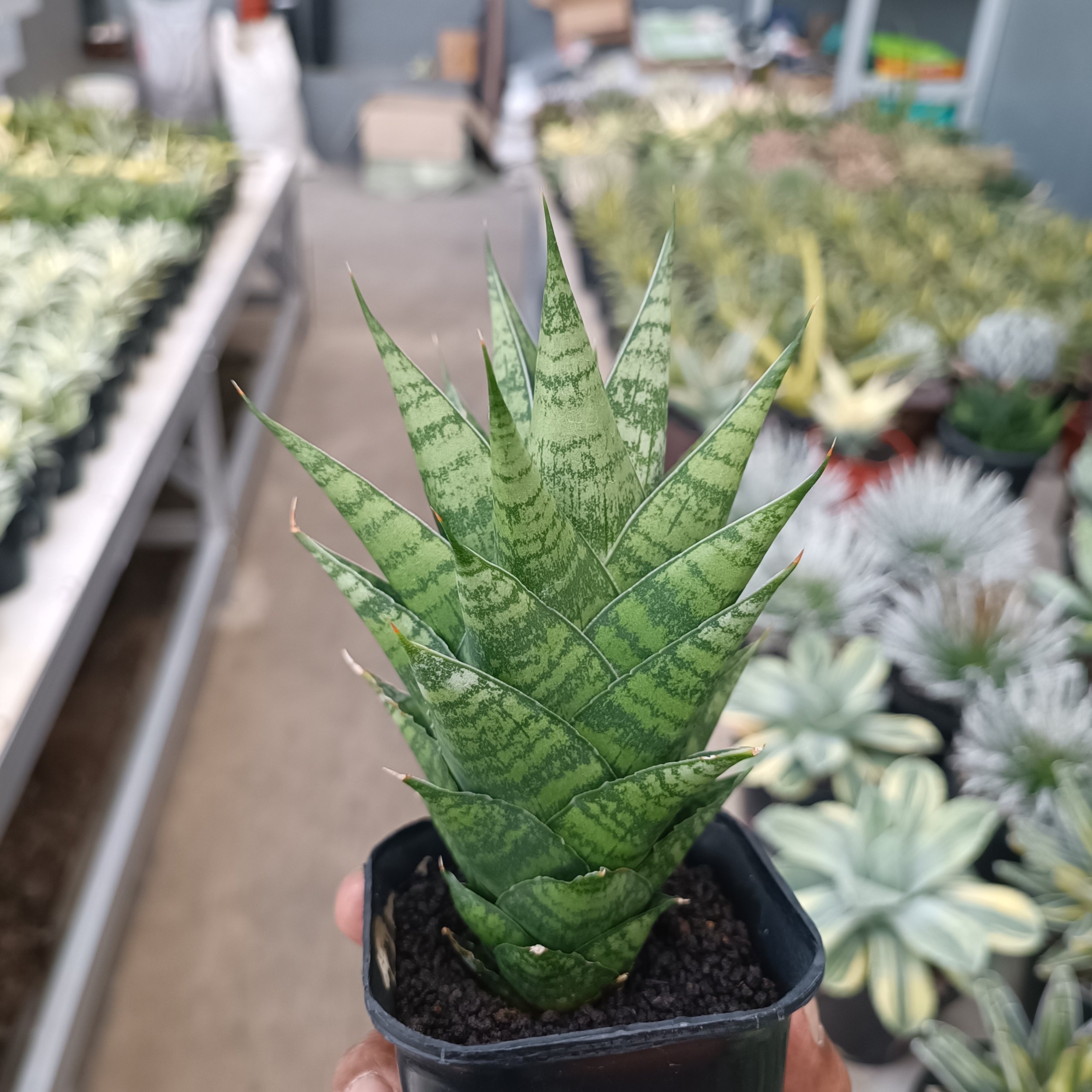 Sansevieria Ratu Saba, real gallery image #1 plants.