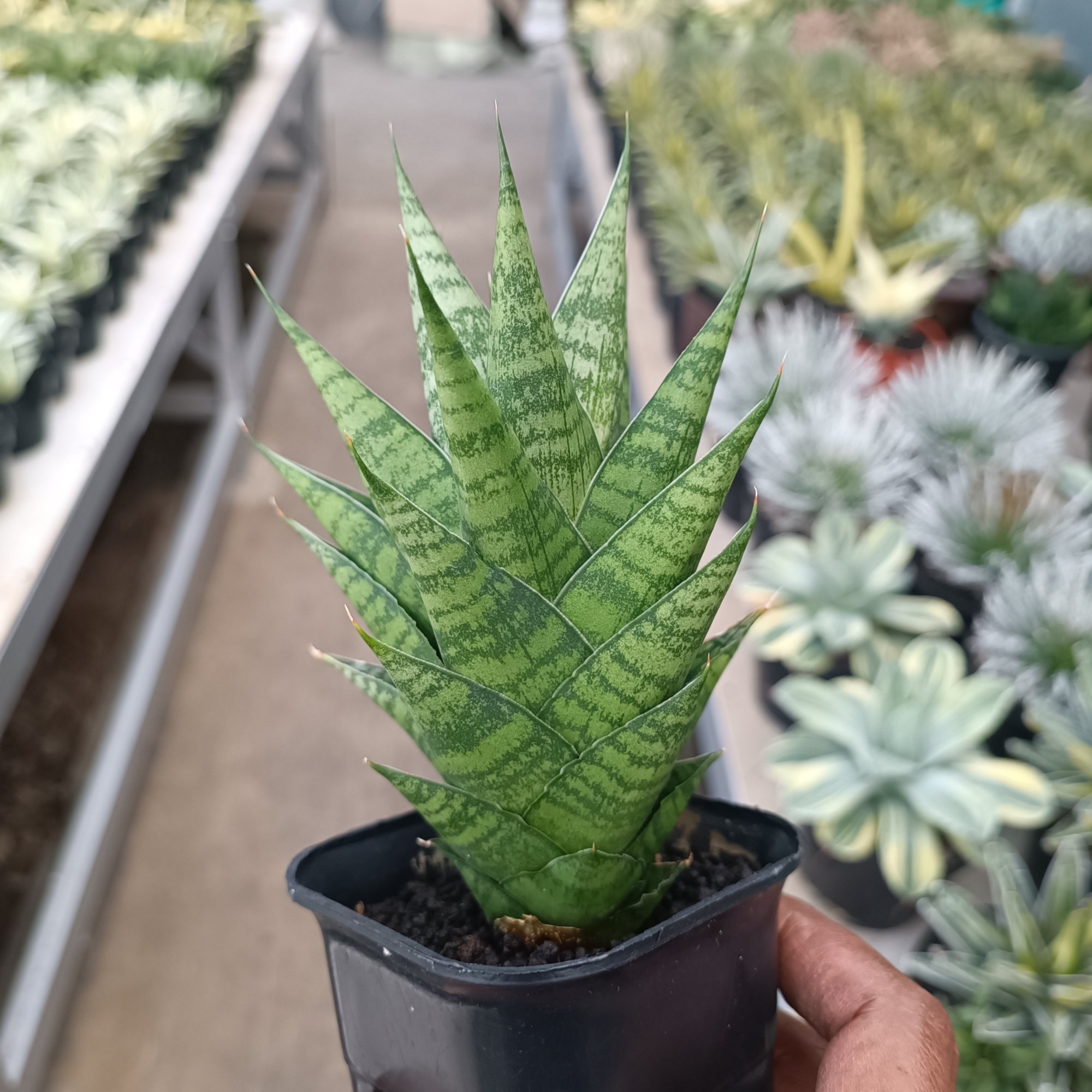Sansevieria Ratu Saba, real feature image plant.