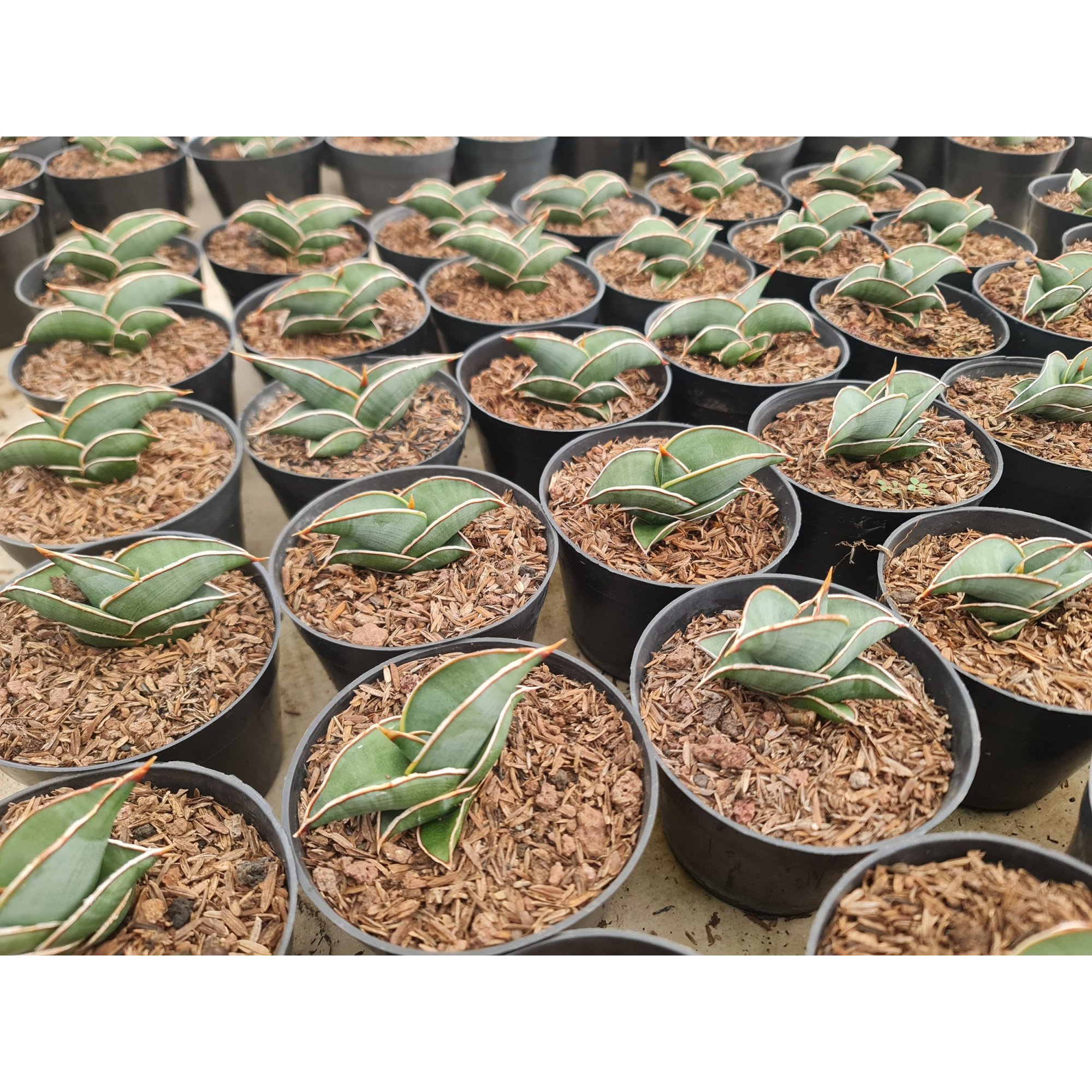 Sansevieria Rorida Pot 8cm 20pcs, real feature image plant.