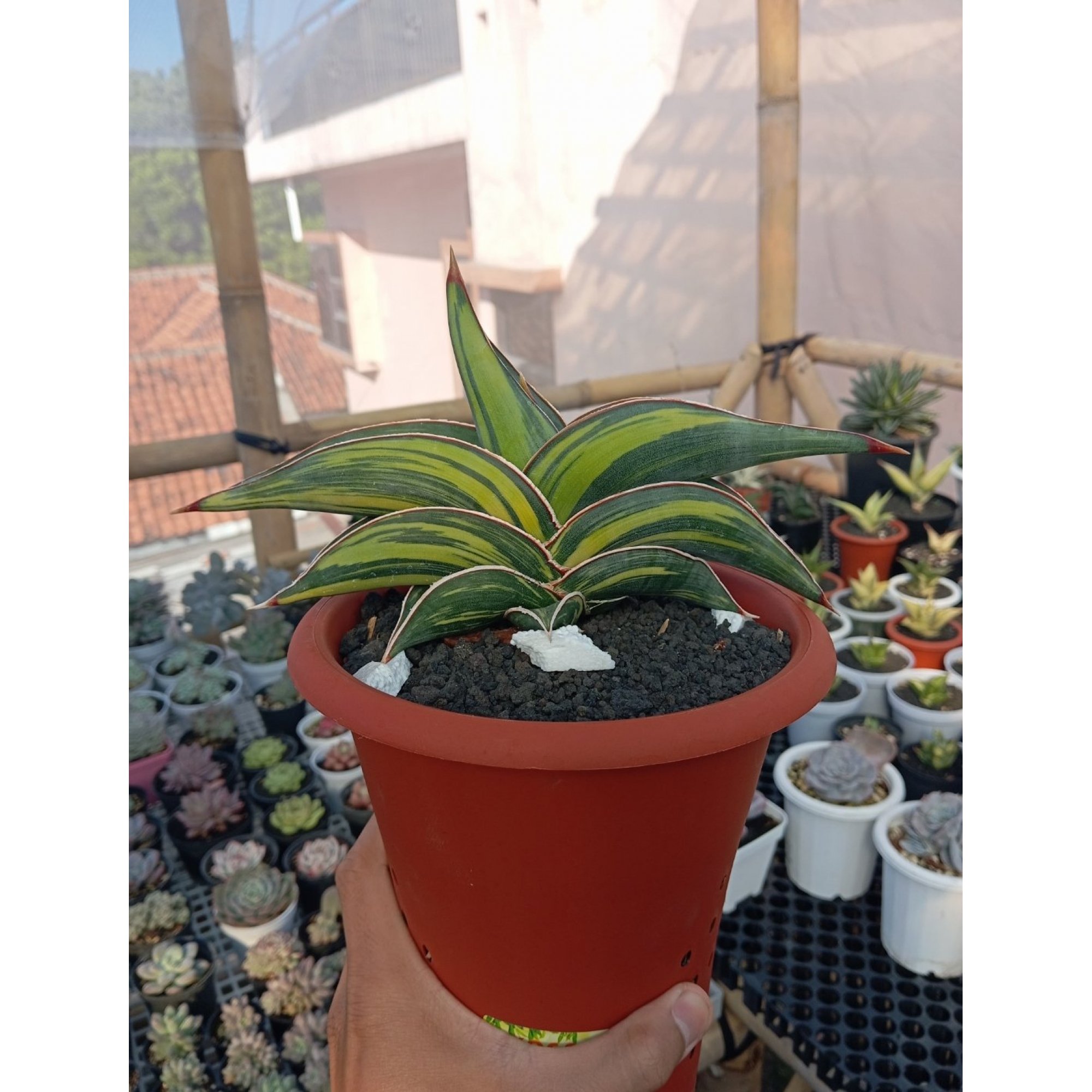 Sansevieria Rorida Variegated size 24 cm, real feature image plant.