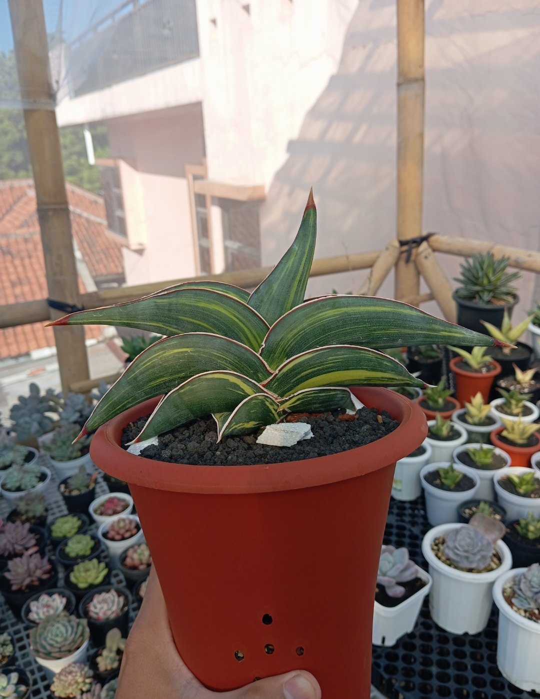 Sansevieria Rorida Variegated size 24 cm, real gallery image #1 plants.
