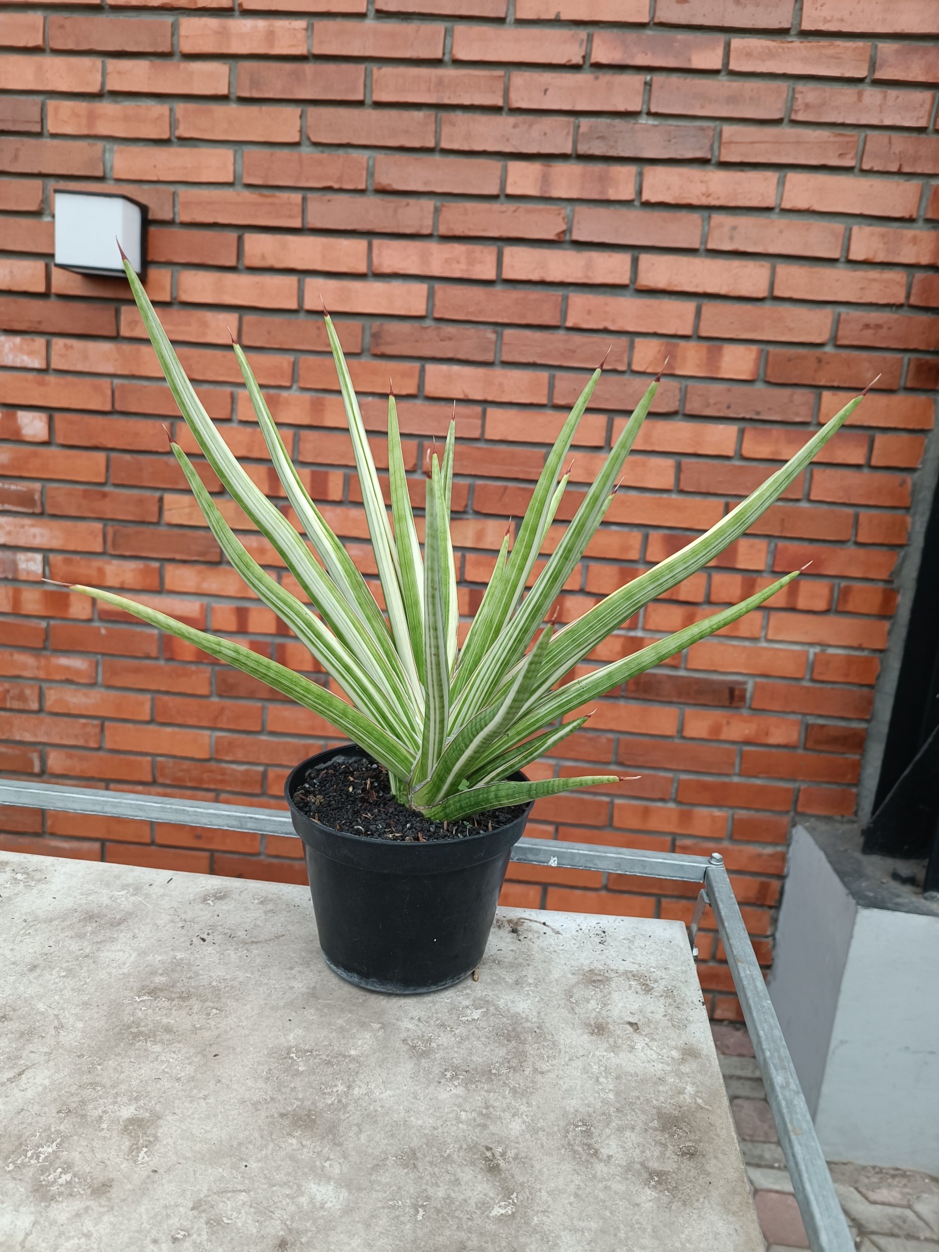 Sansevieria Royal Crown size 40 cm, real gallery image #1 plants.