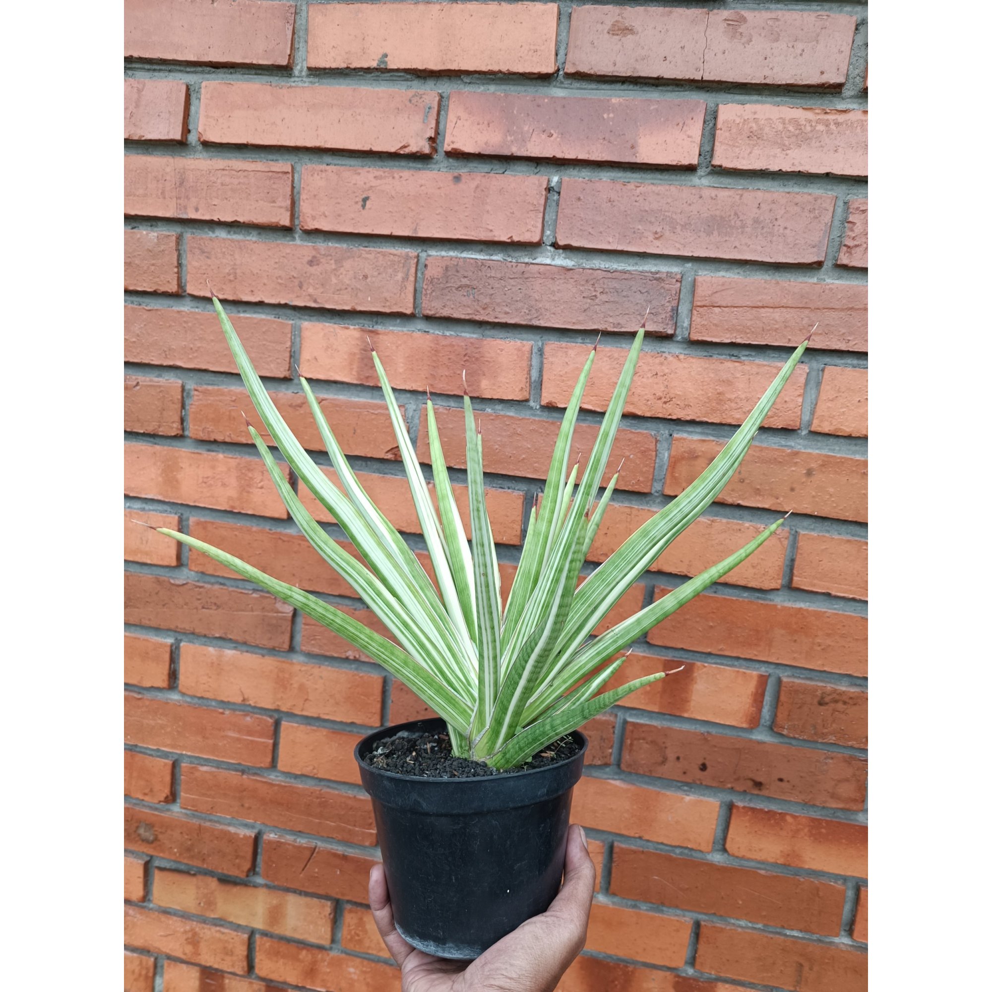 Sansevieria Royal Crown size 40 cm, real feature image plant.