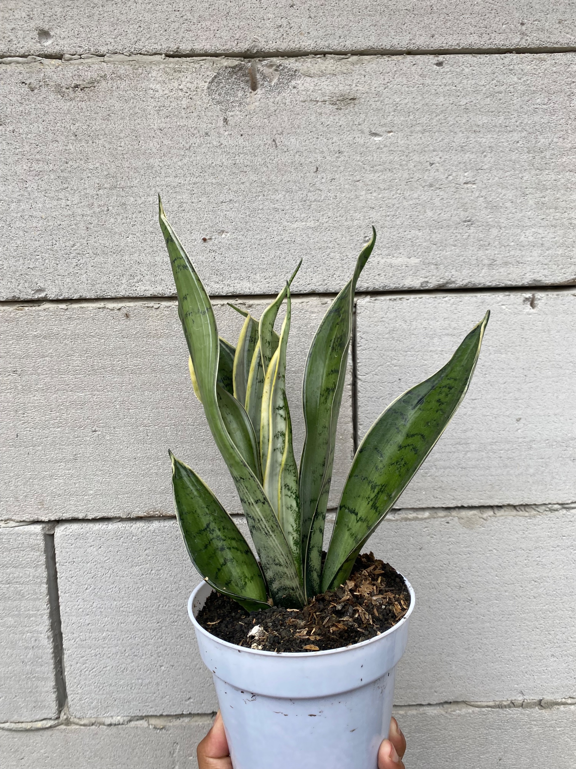 Sansevieria Silver Twist, real gallery image #1 plants.