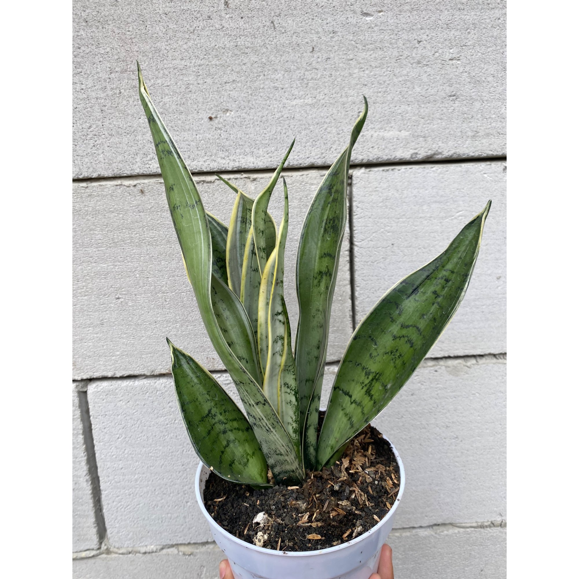Sansevieria Silver Twist, real feature image plant.