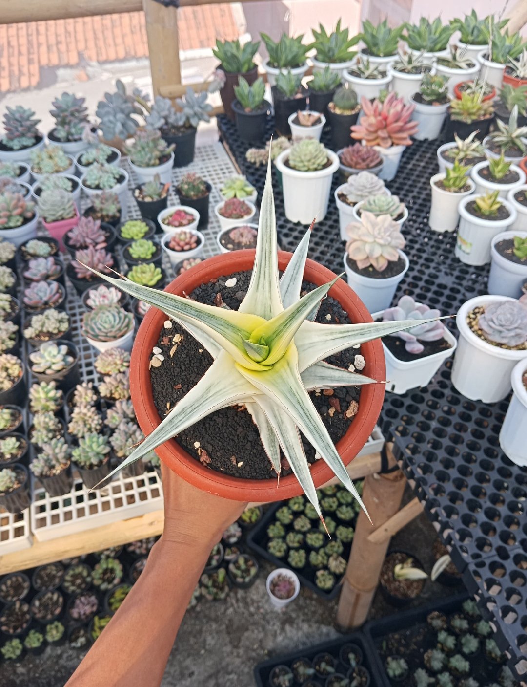 Sansevieria Snow White size 21 cm, real gallery image #1 plants.