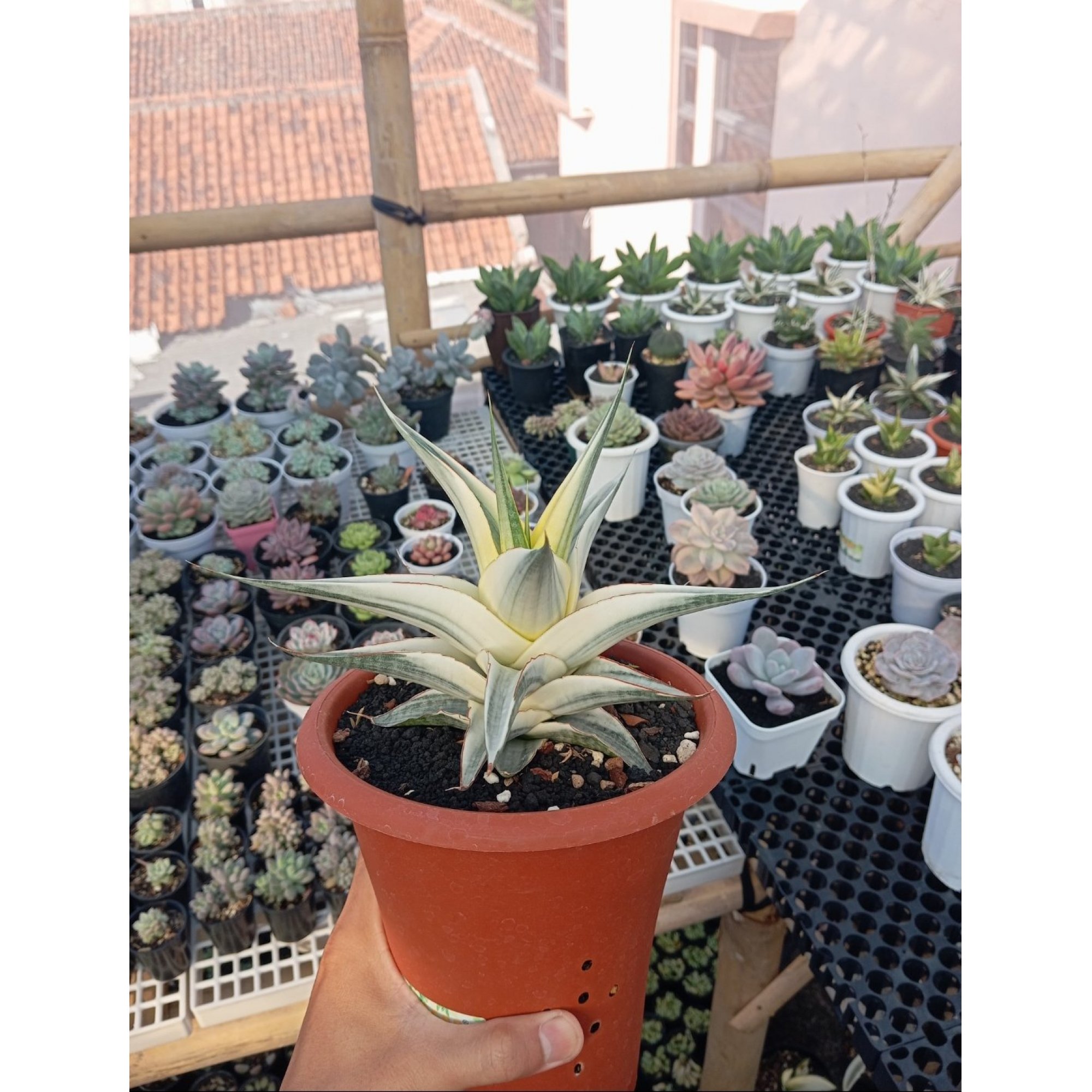 Sansevieria Snow White size 21 cm, real feature image plant.