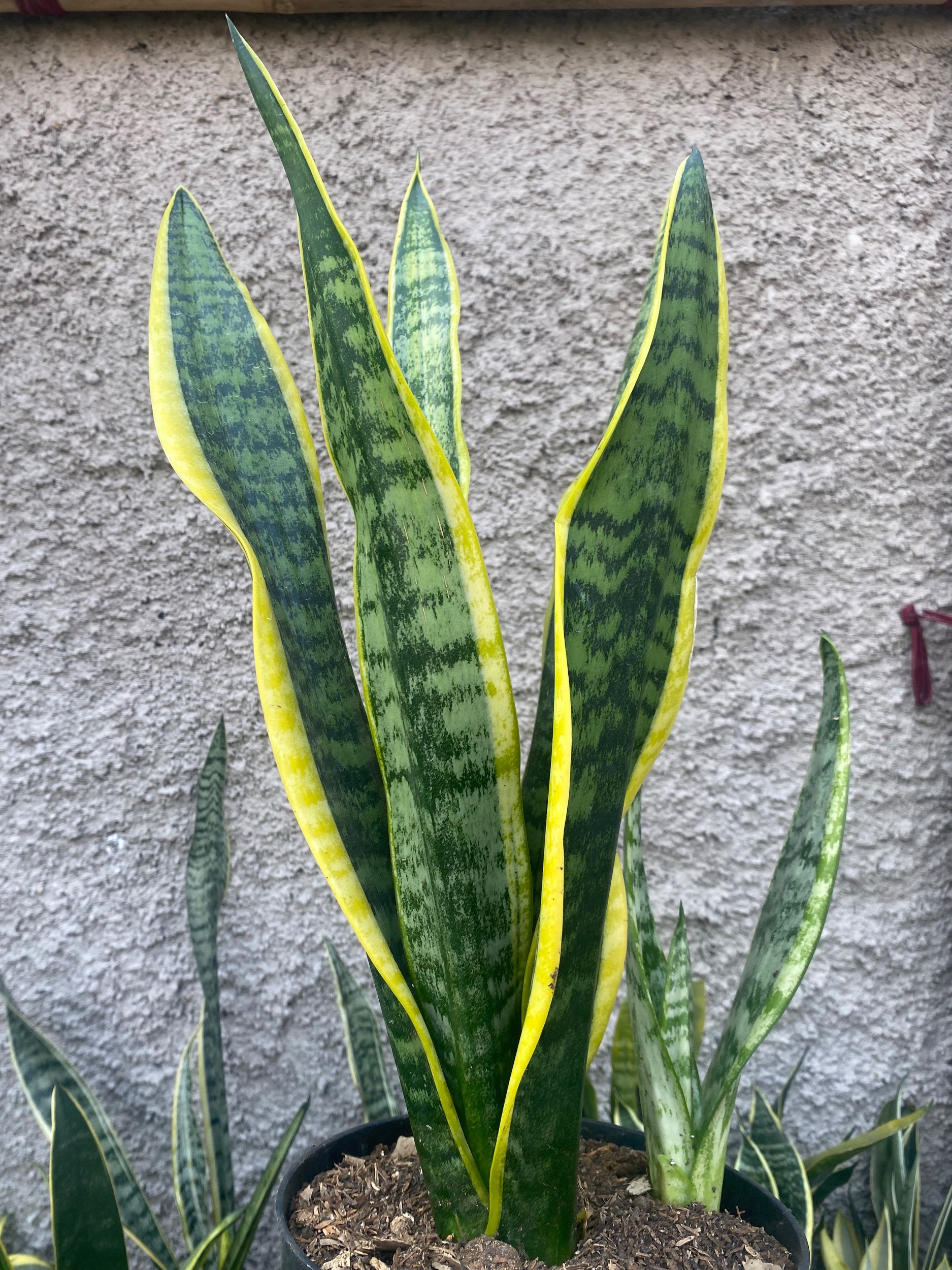 Sansevieria Tiger Ven Twister Mutation, real gallery image #1 plants.