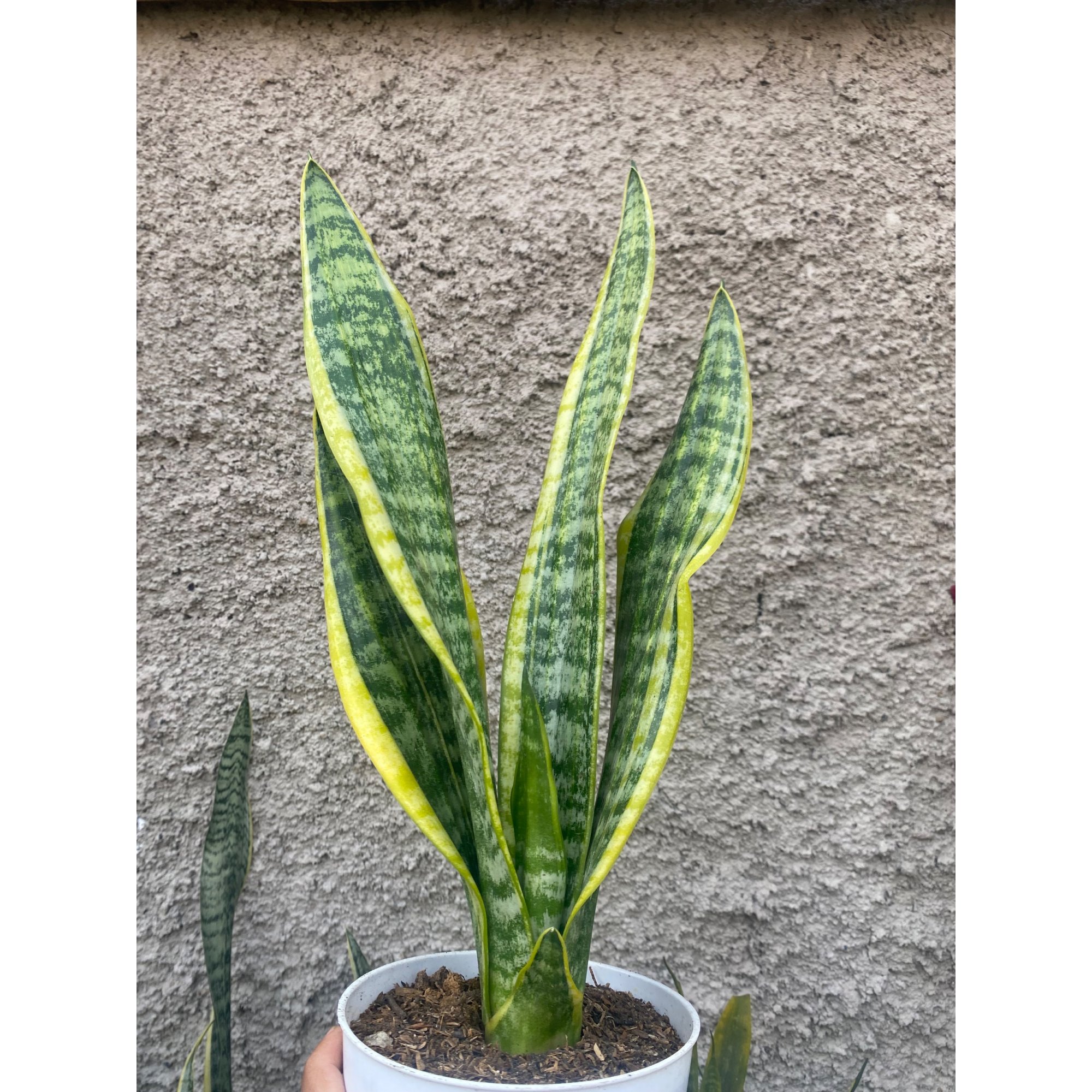 Sansevieria Tiger Ven Twister Mutation, real feature image plant.