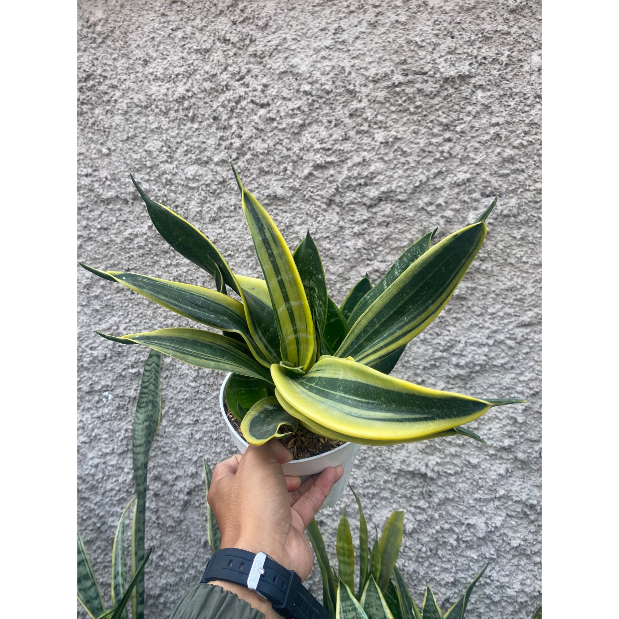 2426. Sansevieria Twister Black