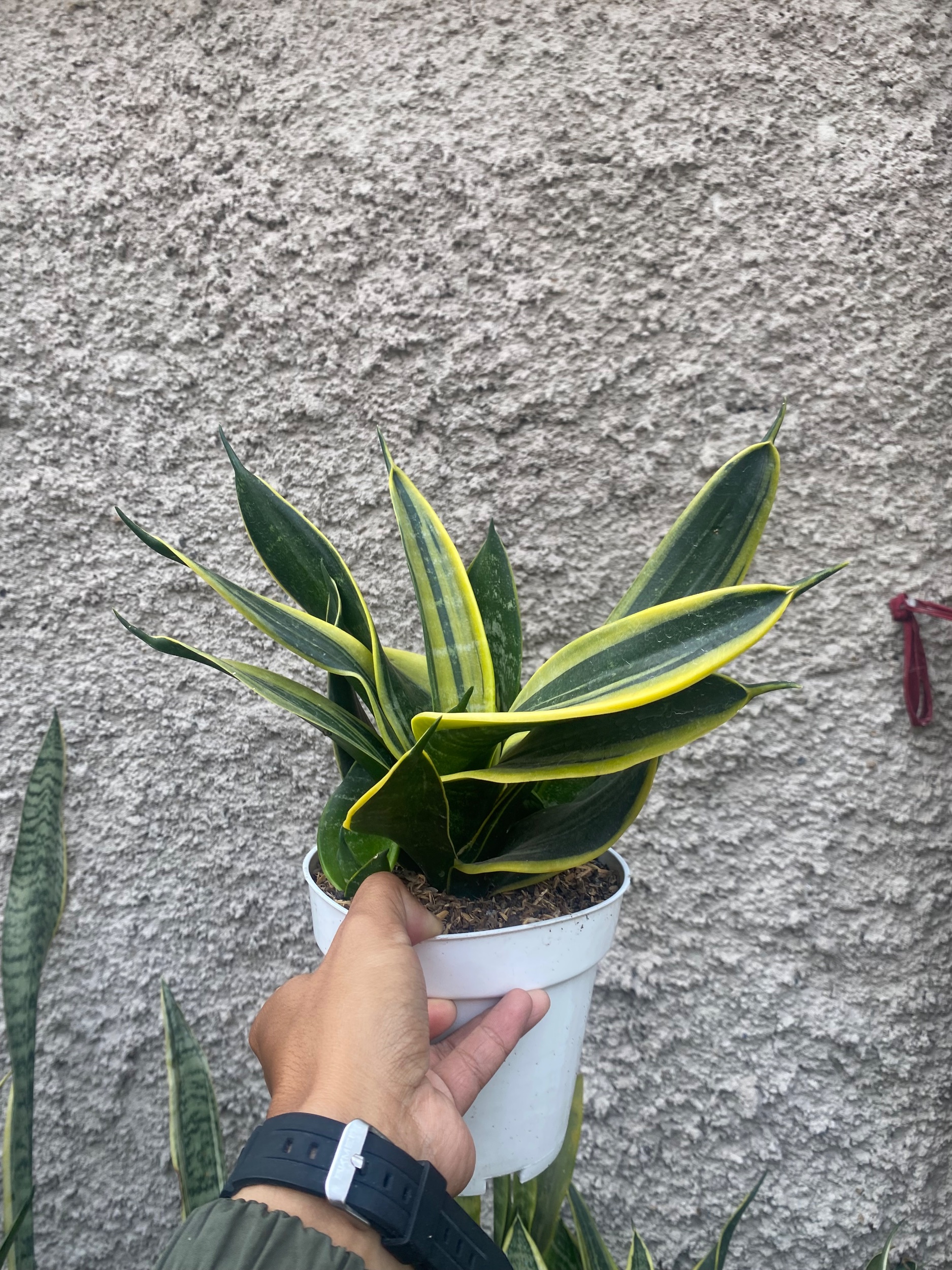 Sansevieria Twister Black, real gallery image #1 plants.