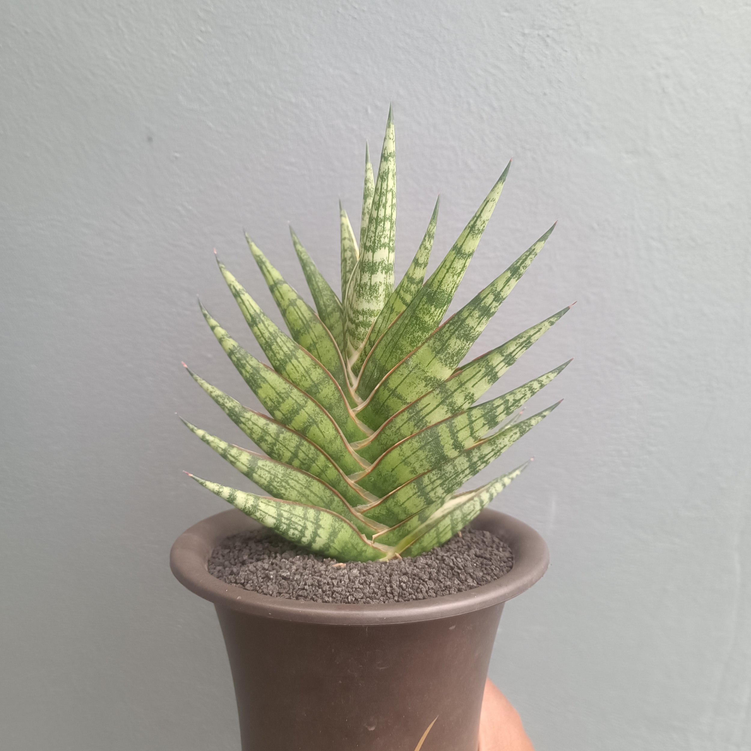 Sansevieria Zenhit Star, real gallery image #1 plants.