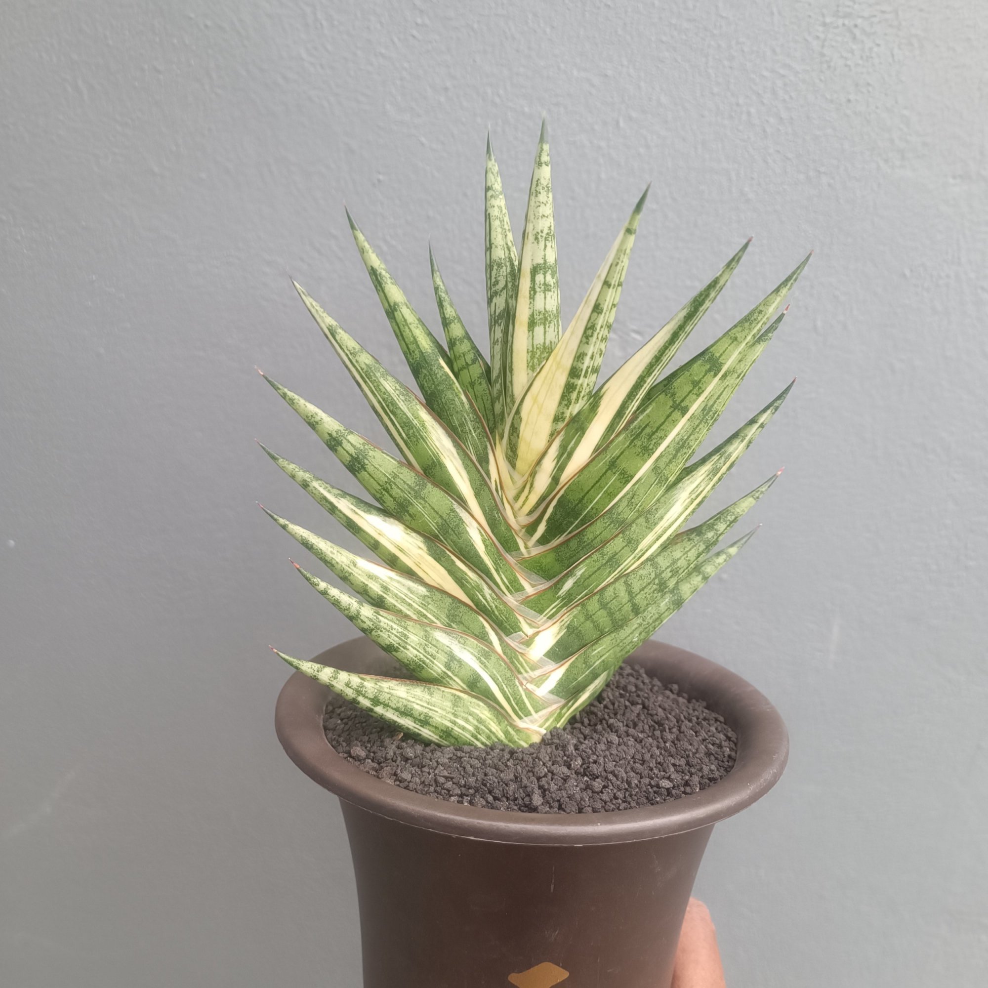 2412. Sansevieria Zenhit Star