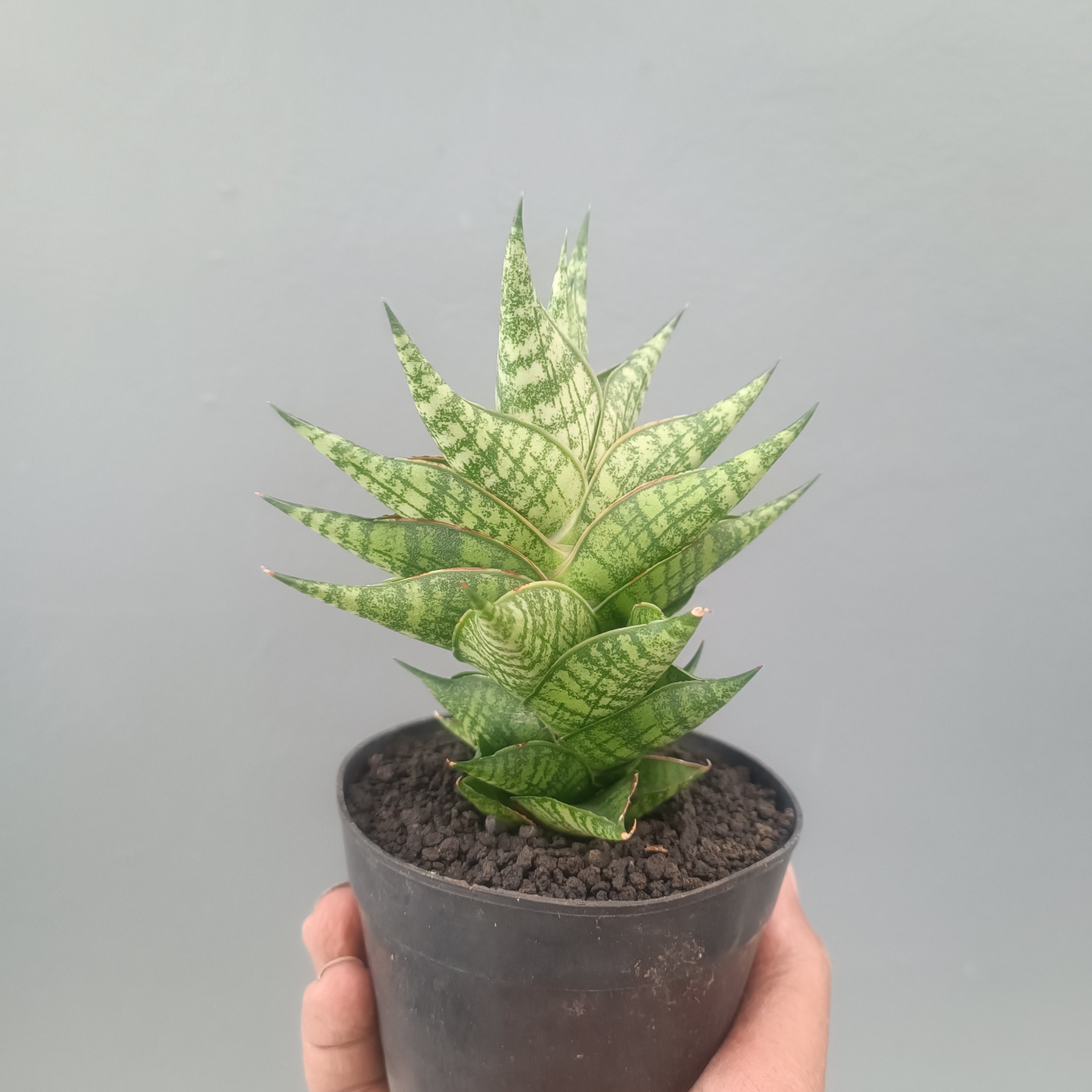 Sansevieria Zenhit Star size 12 cm, real gallery image #1 plants.