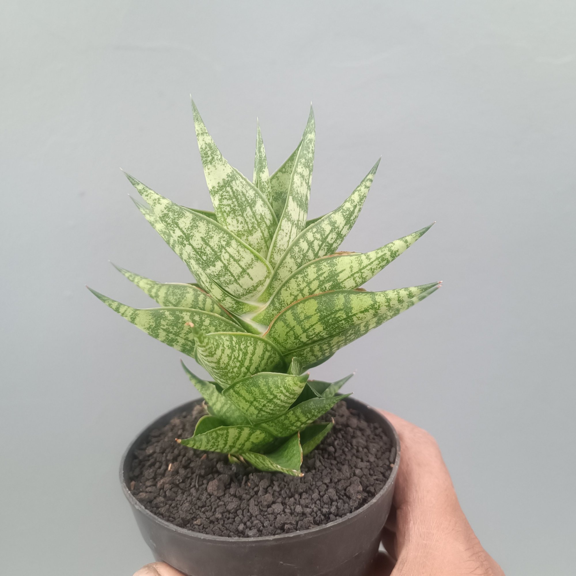 2413. Sansevieria Zenhit Star size 12 cm