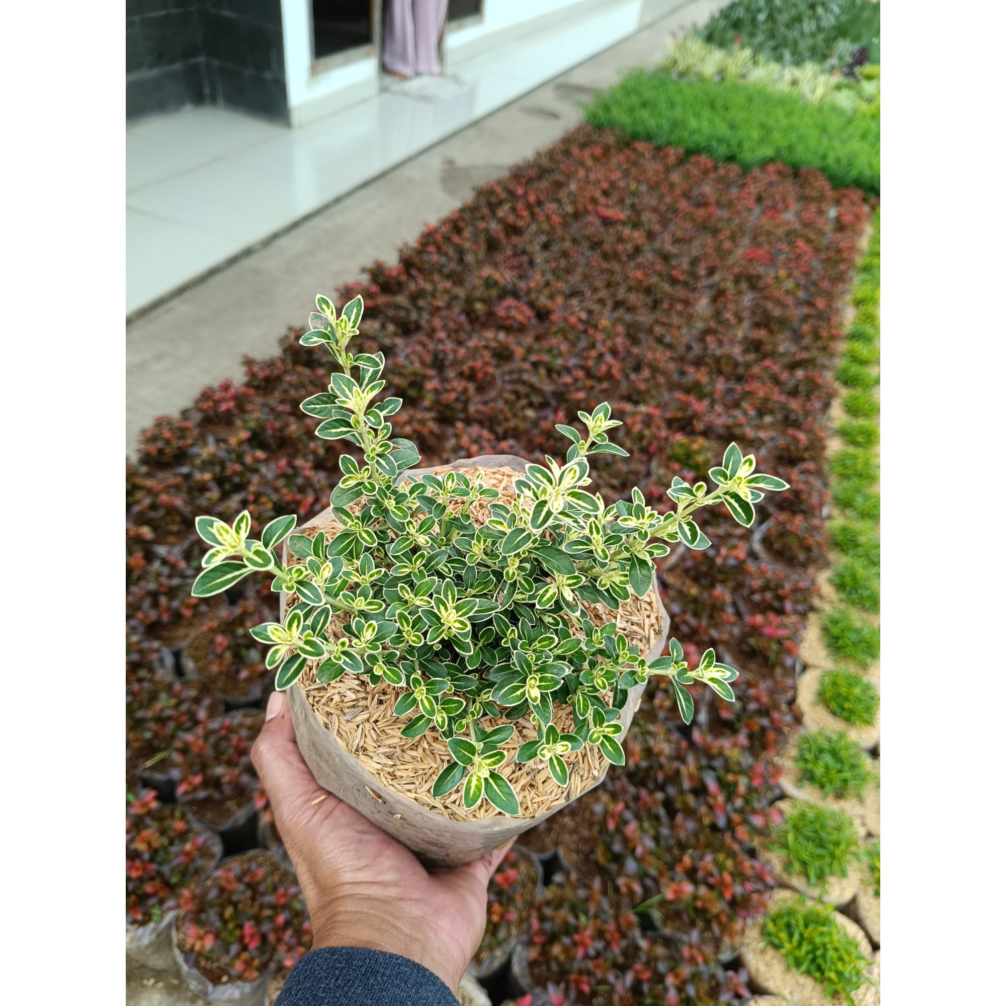 Serissa Foetida Variegated 10pcs, real feature image plant.