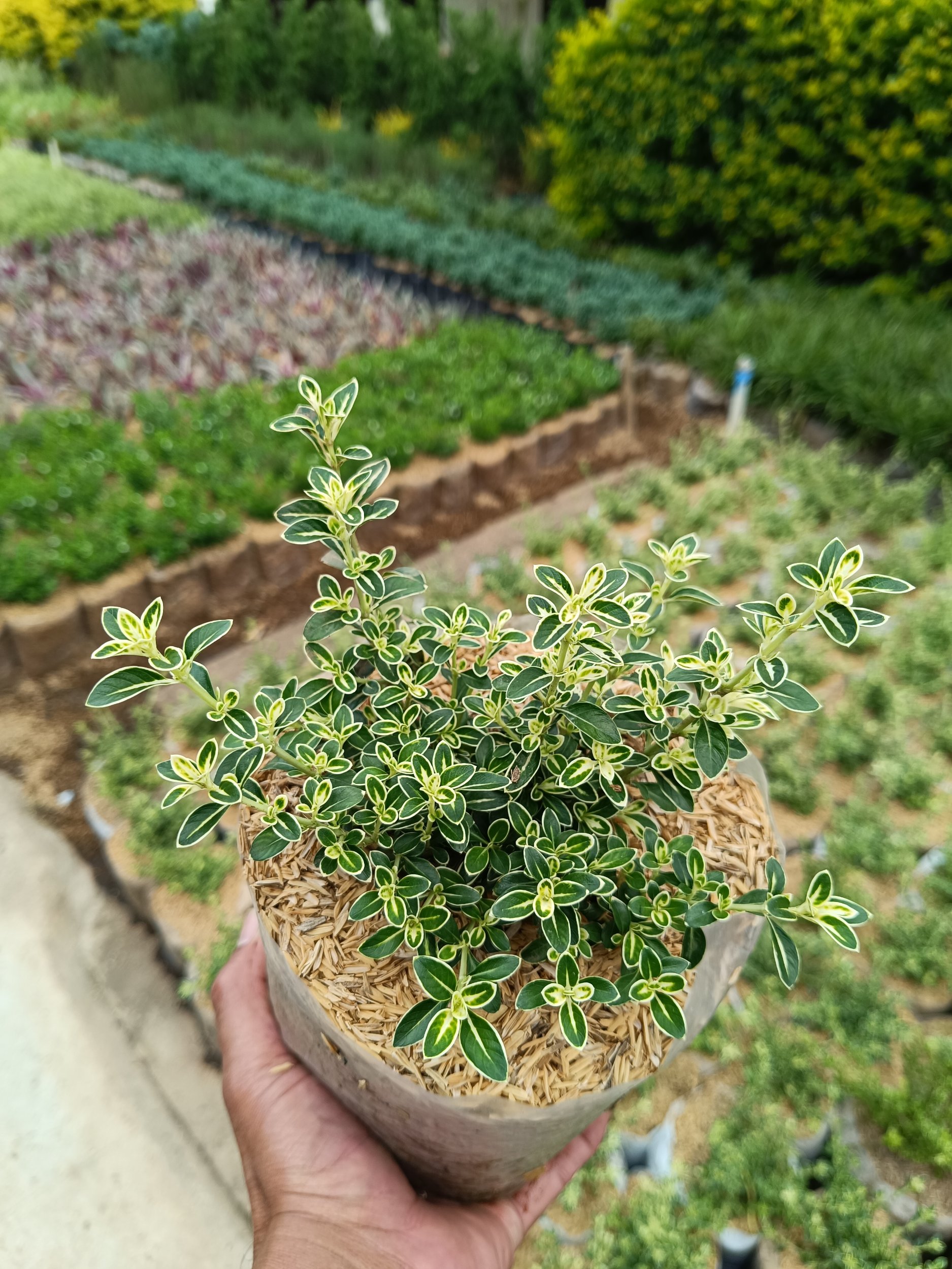 Serissa Foetida Variegated 10pcs, real gallery image #1 plants.
